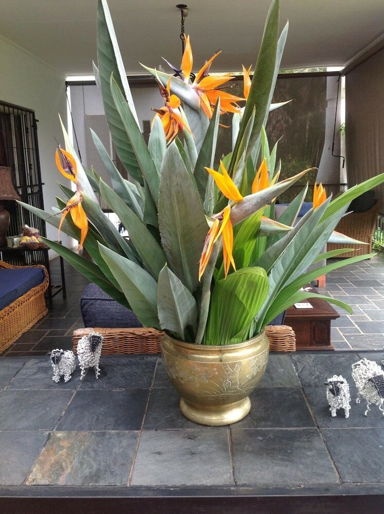 Фото Plumbago Guest House