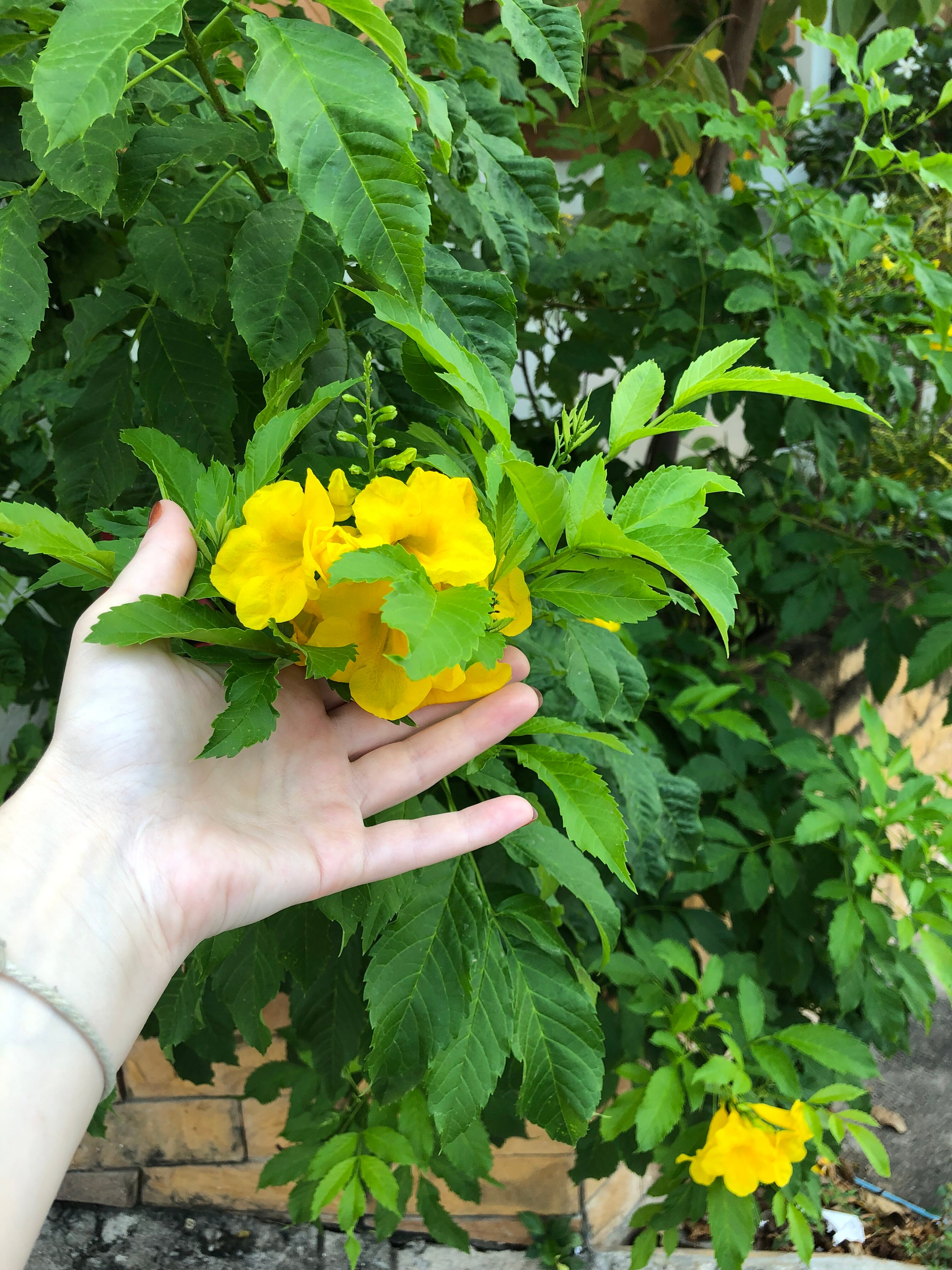 Фото Grand Bella