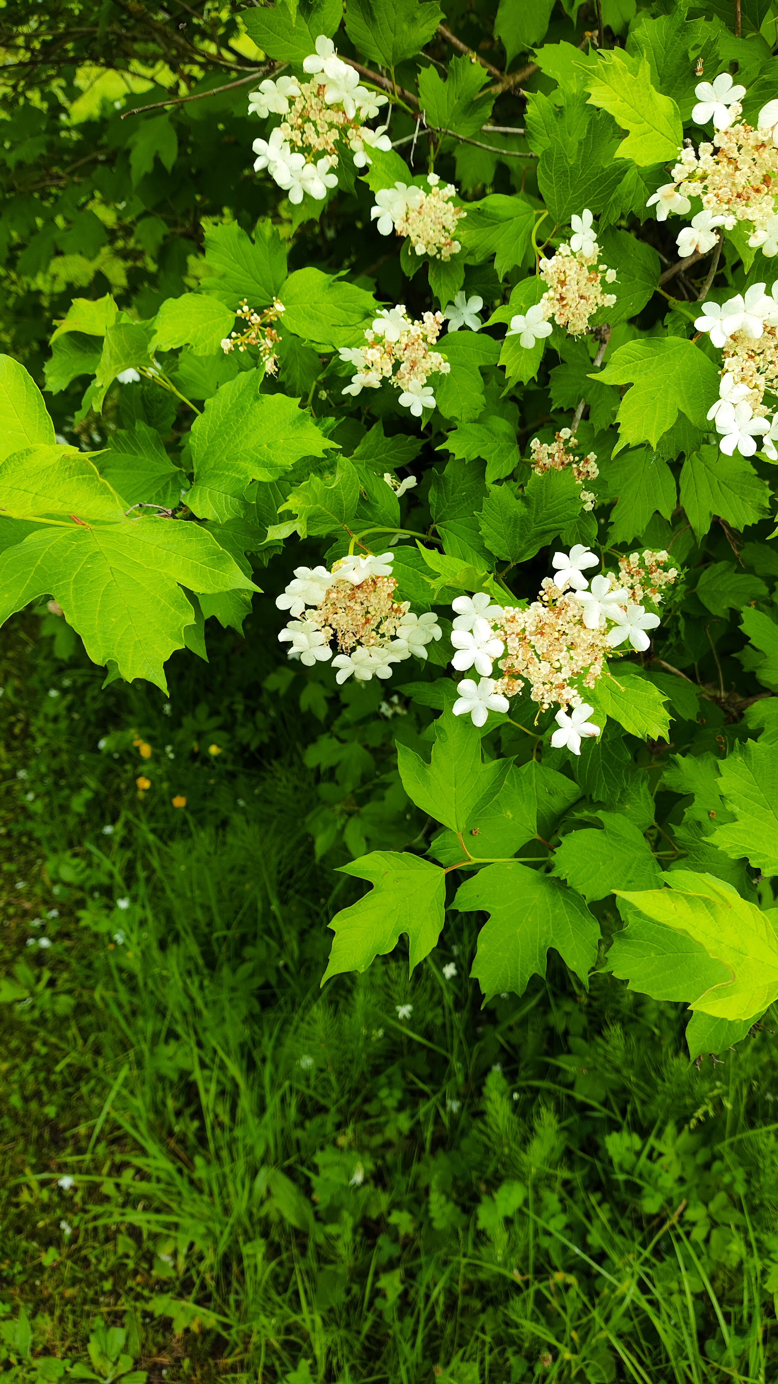 Фото Андога