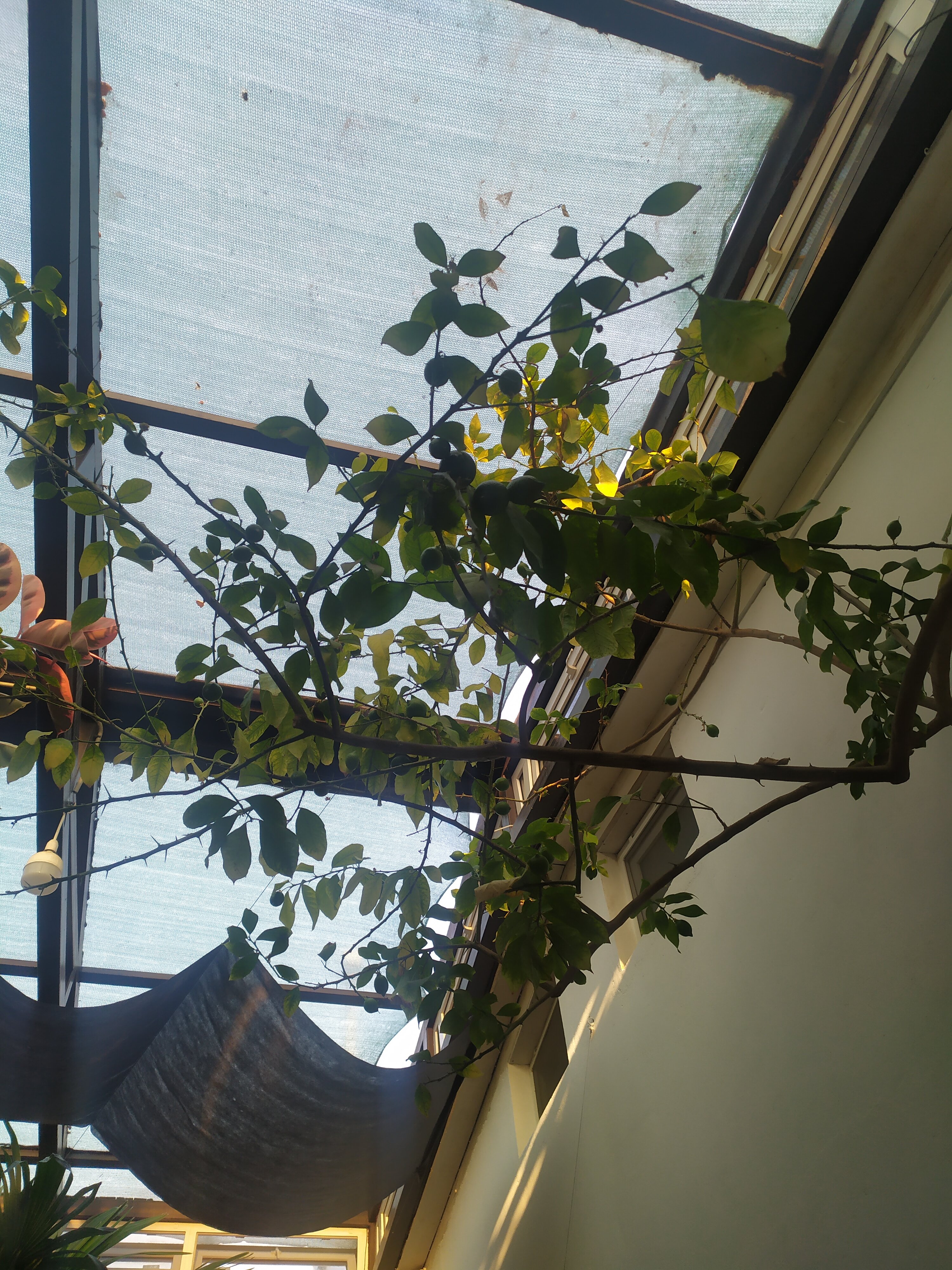 Фото Подкова