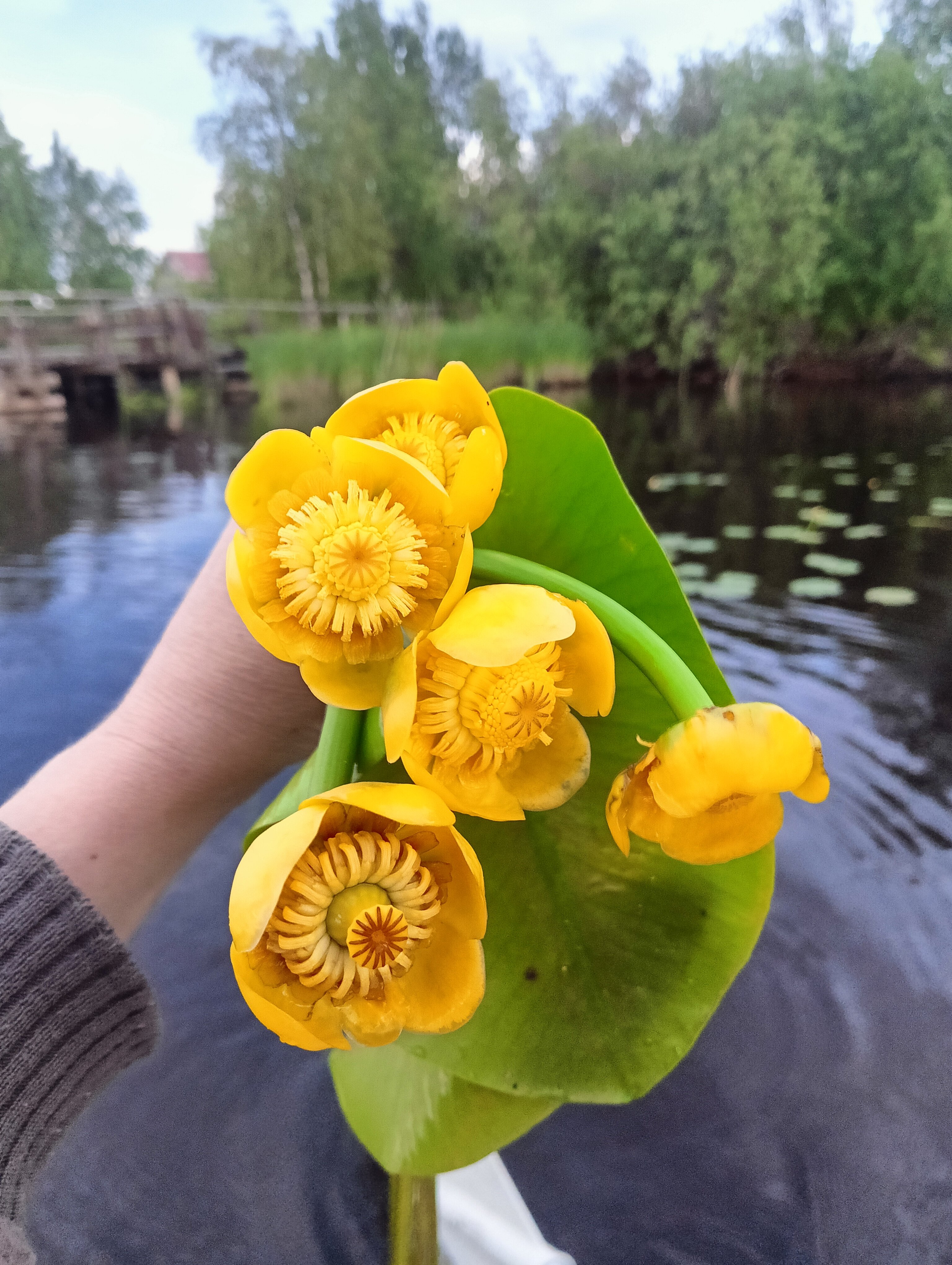 Фото Хвойная Гармония