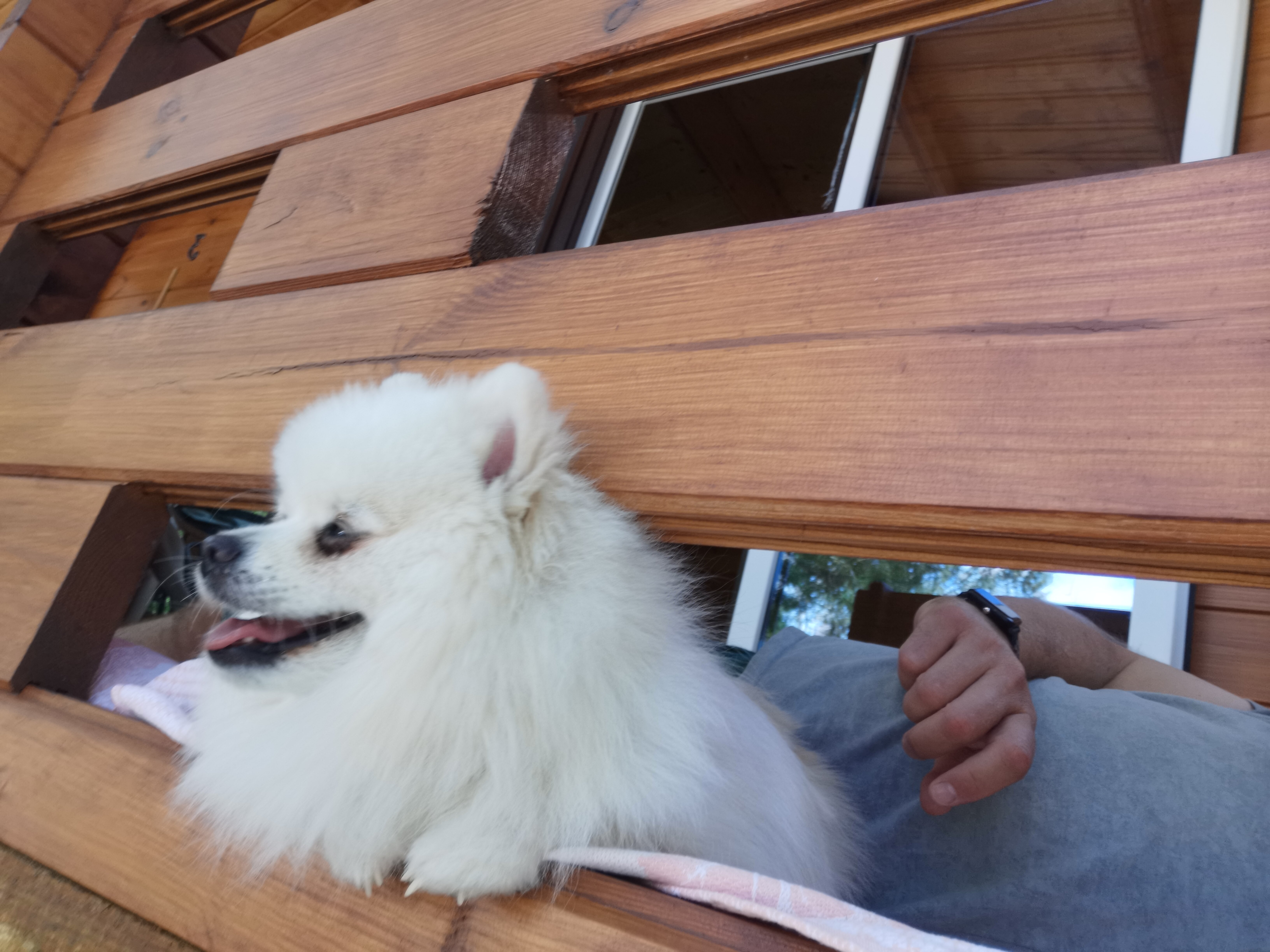 Фото Эко Магнолия