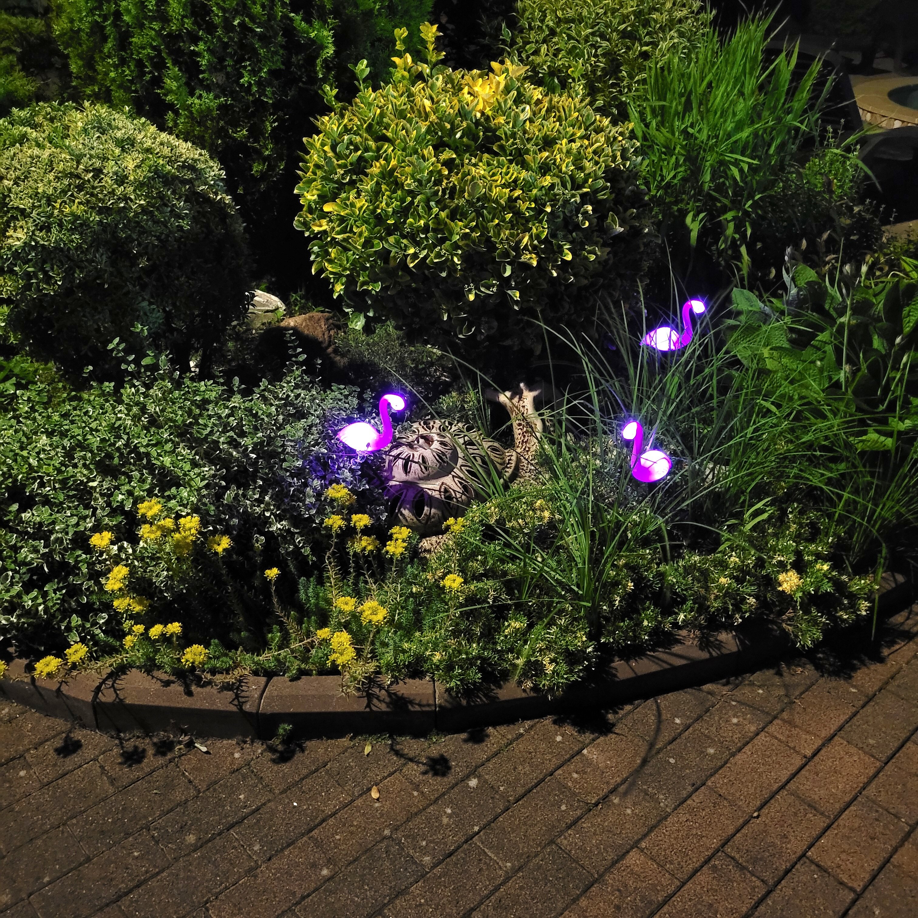 Фото Брауни