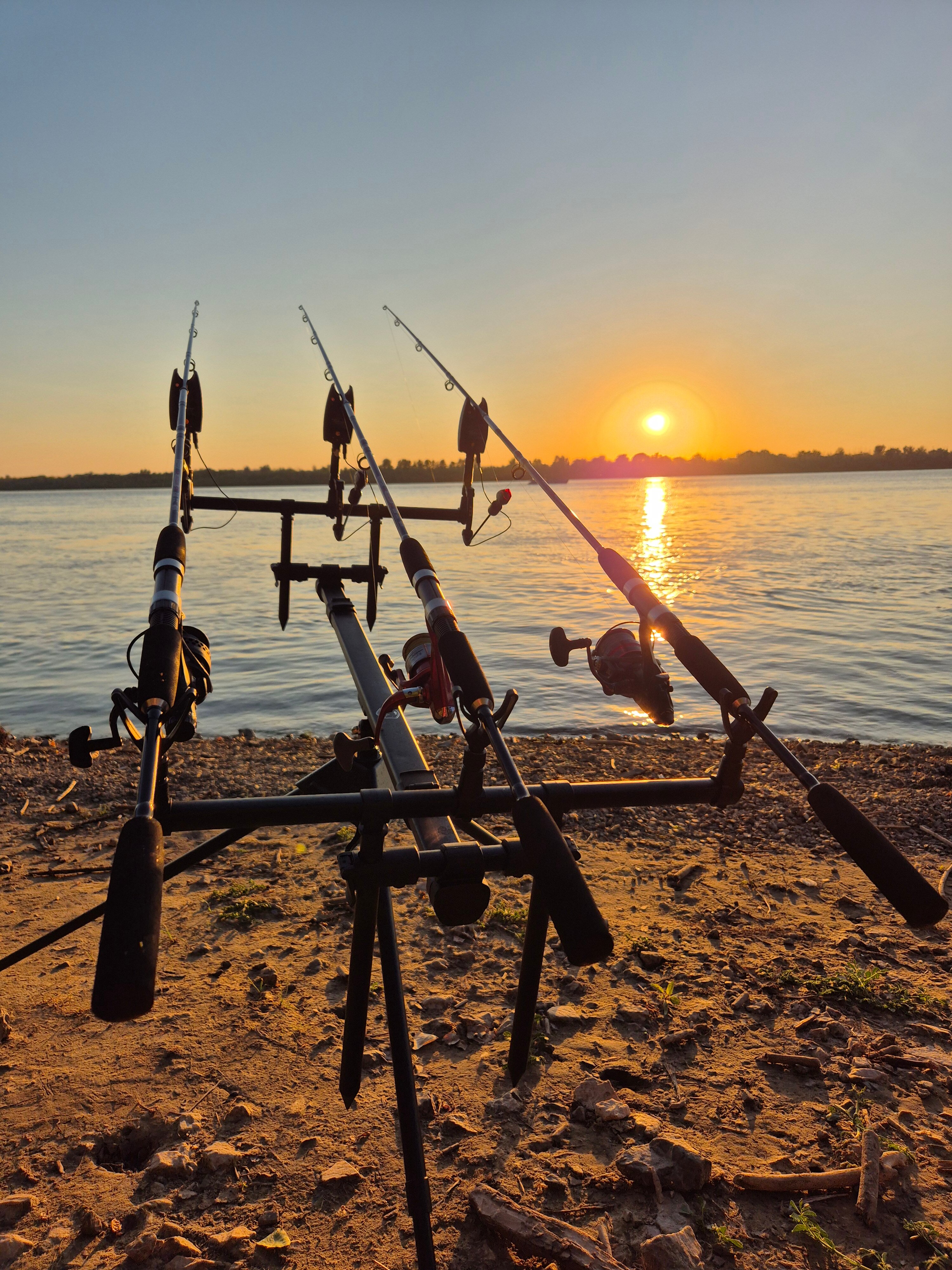 Фото Тополя