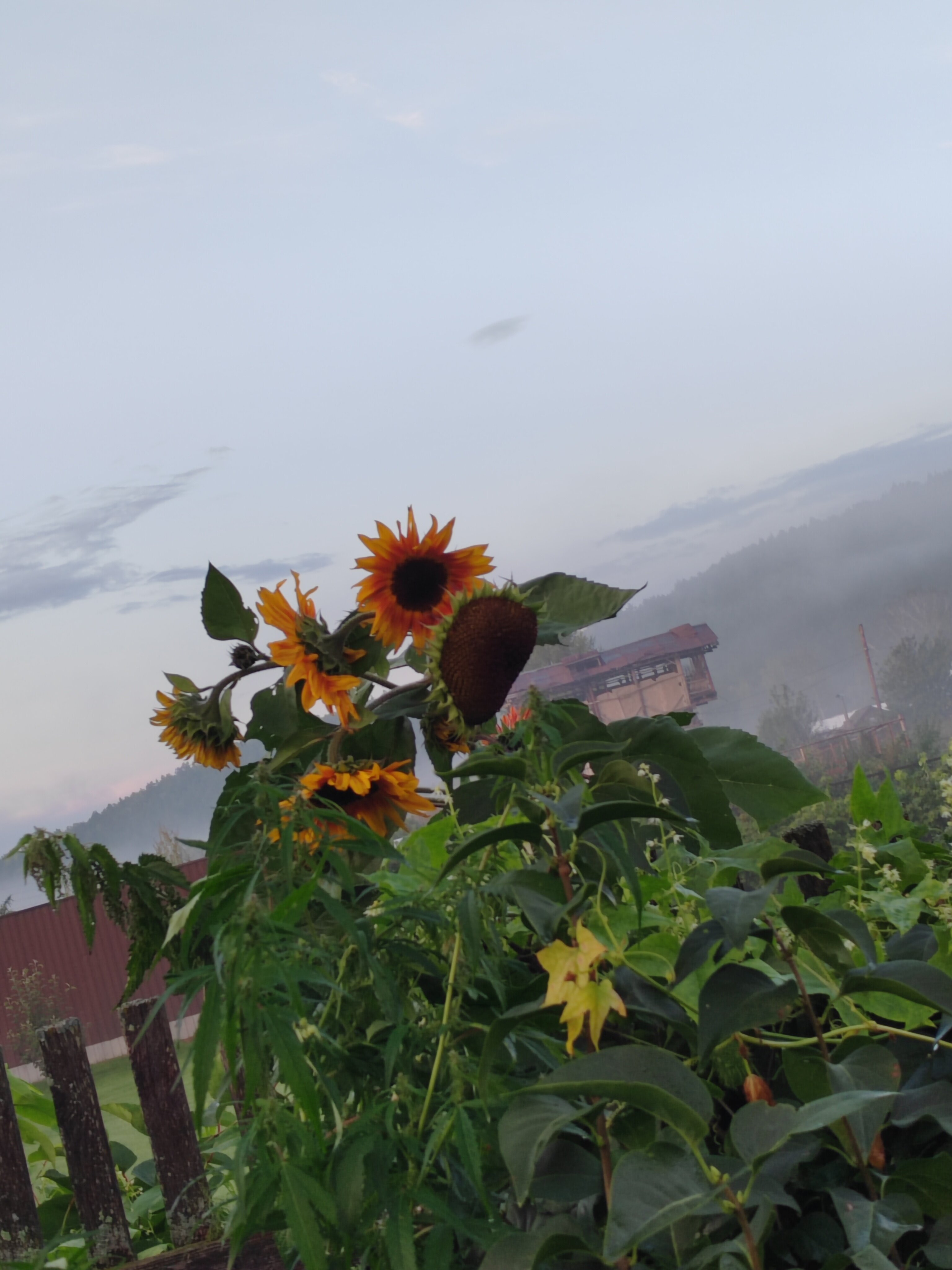 Фото Новые соседи