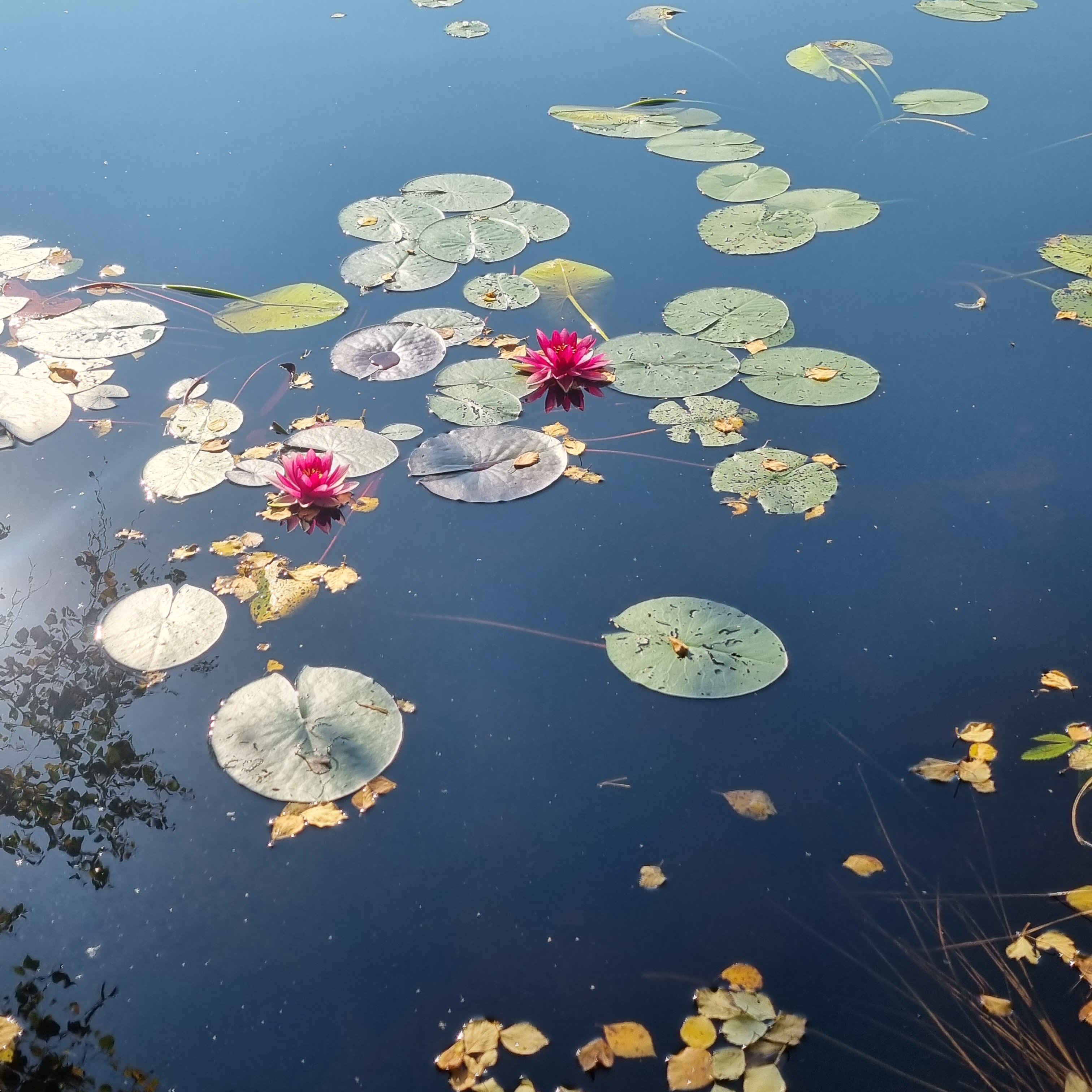 Фото Гармония