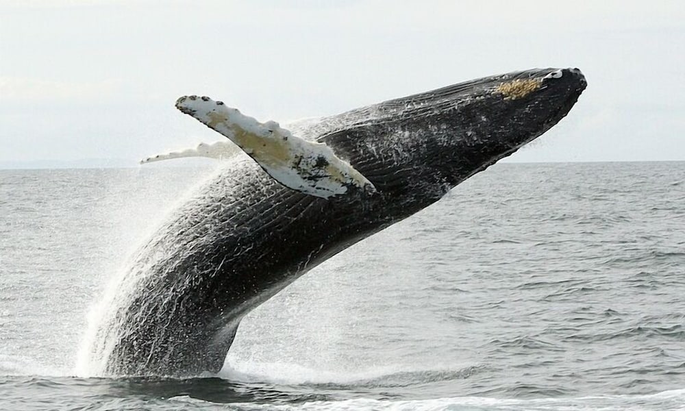 Фото Motel 6 Bangor, Me