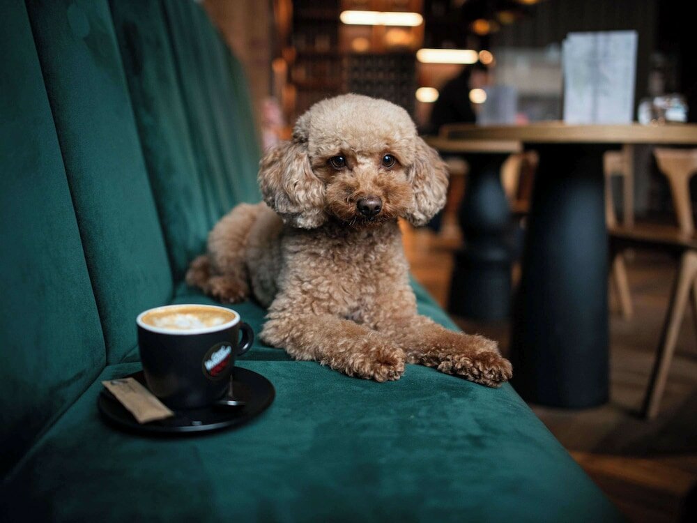 Фото Mercure Debrecen