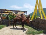 Ferma Ishachok (село Малое Садовое, улица Хрусталёва, 1), zoo
