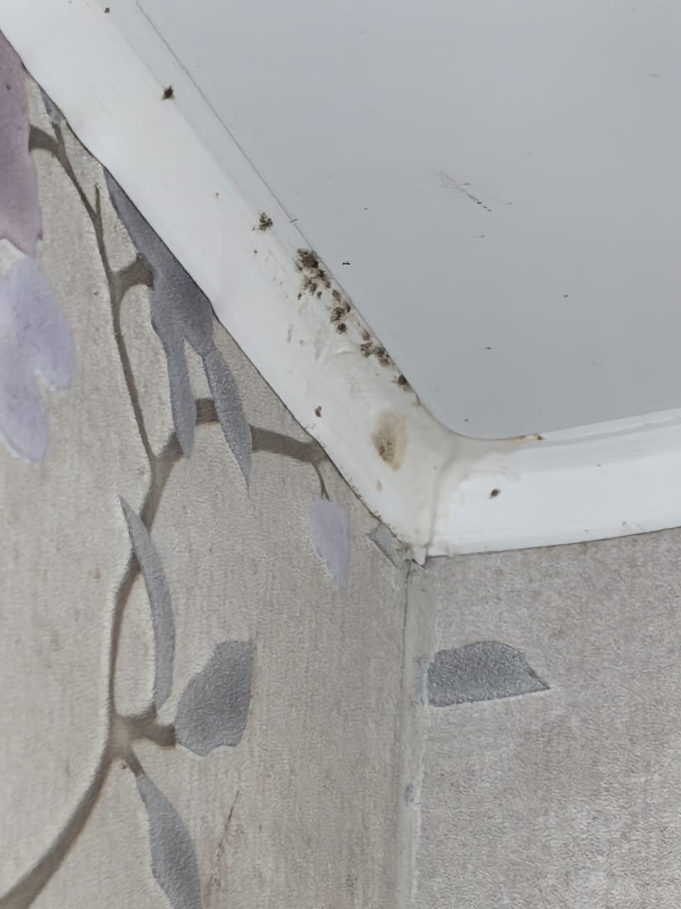 Фото Комендантская Дача