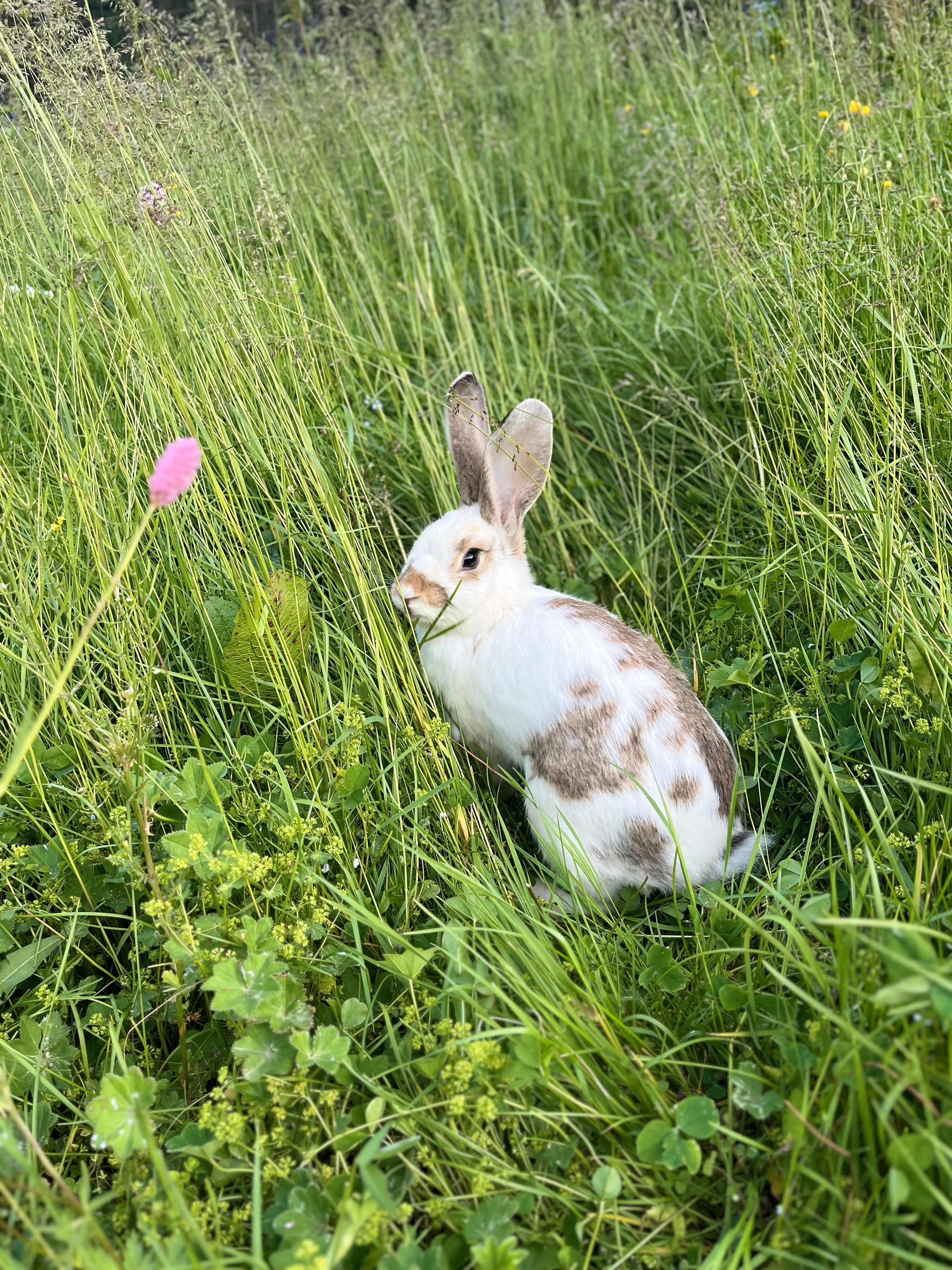 Фото Лесной кот