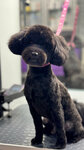 Pets Groom (Mozhayskoye Highway, 112А), pet salon