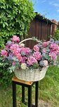 Pollen (Krasnoyarsk Urban District, Oktyabrskiy City Administrative District, Akademgorodok Street, 66), flower shop