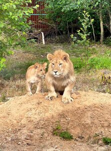 Lions Park Pride Land (Moscow Region, 46N-03863), zoo