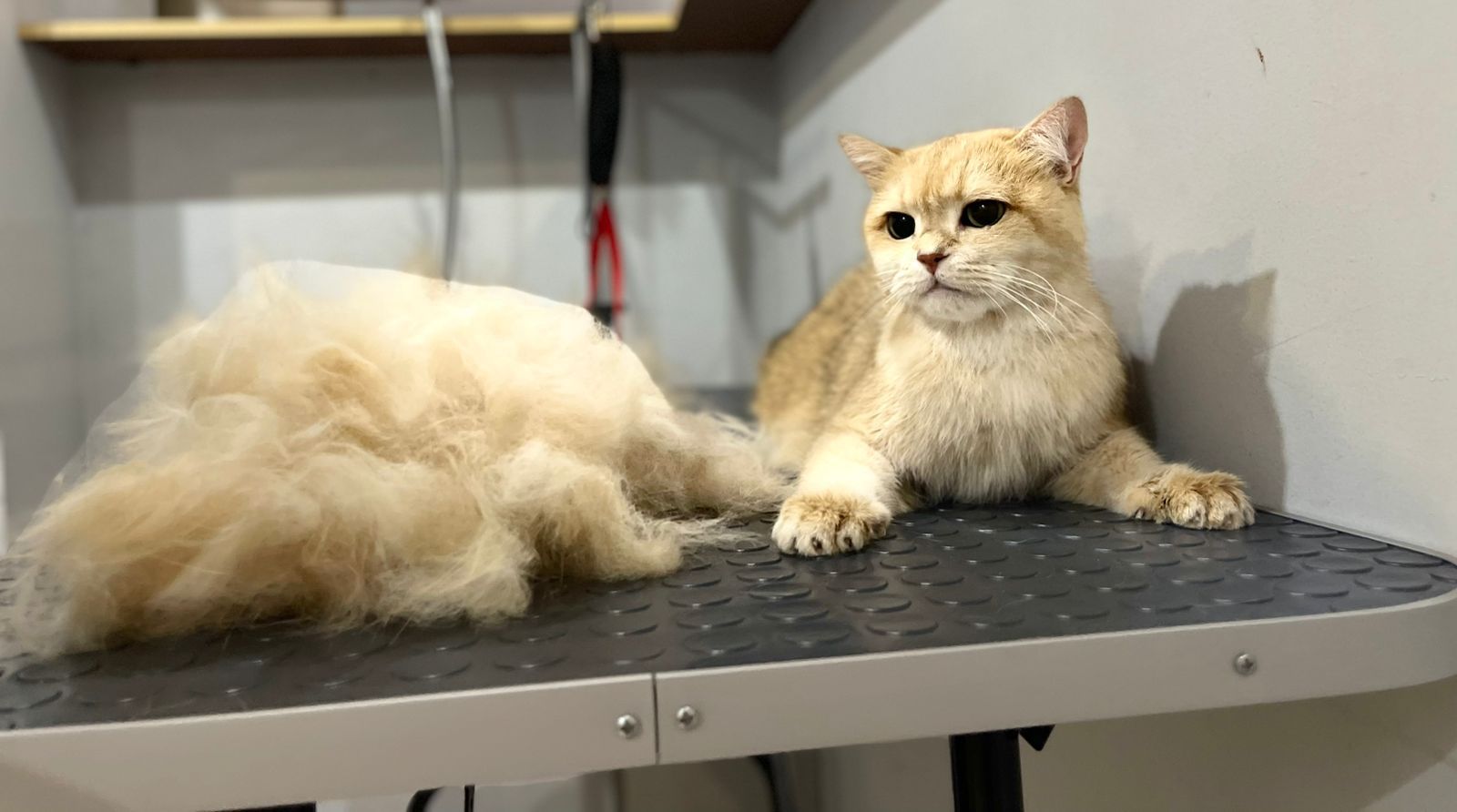 Фото Белый Грифон