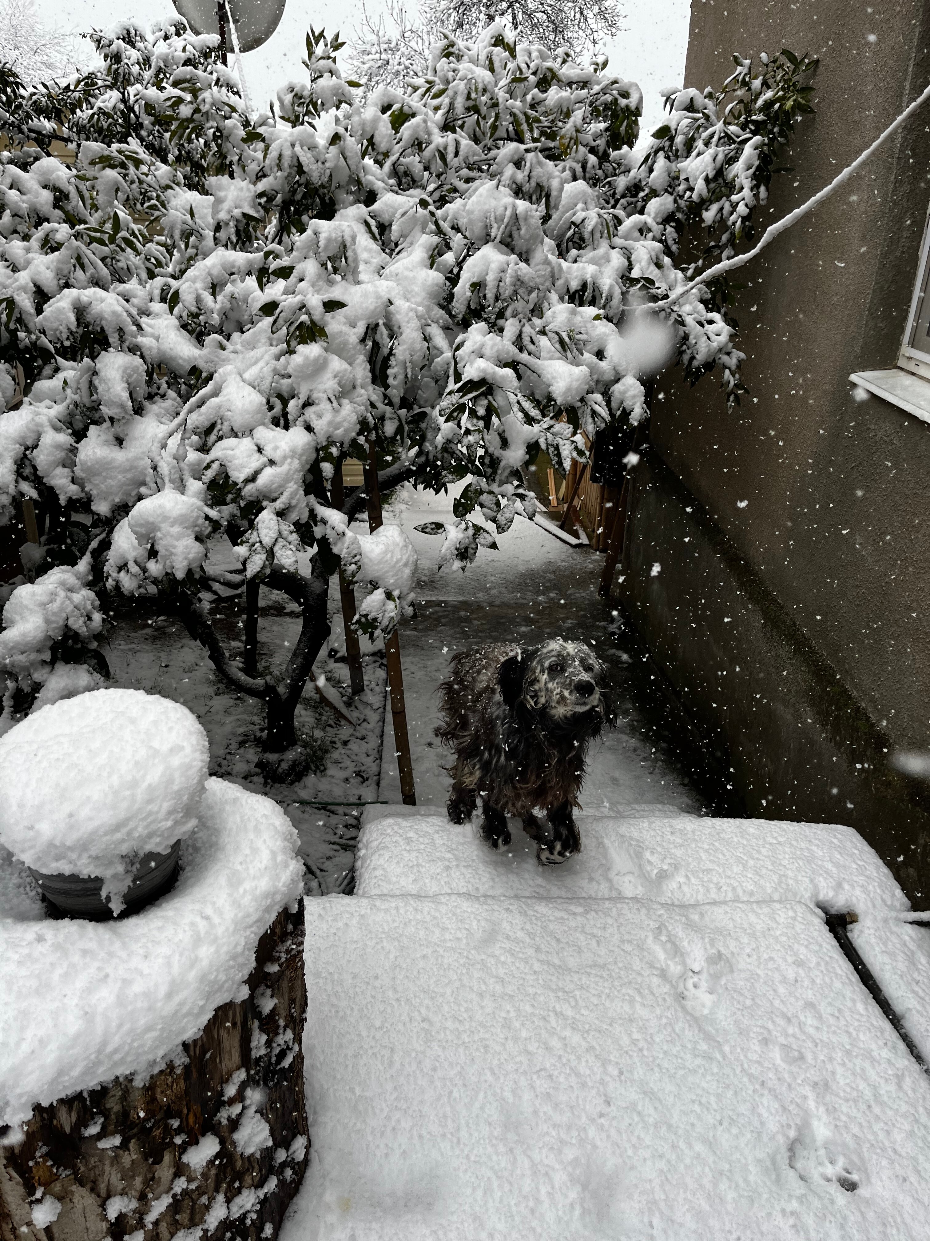 Фото Дивный Сад