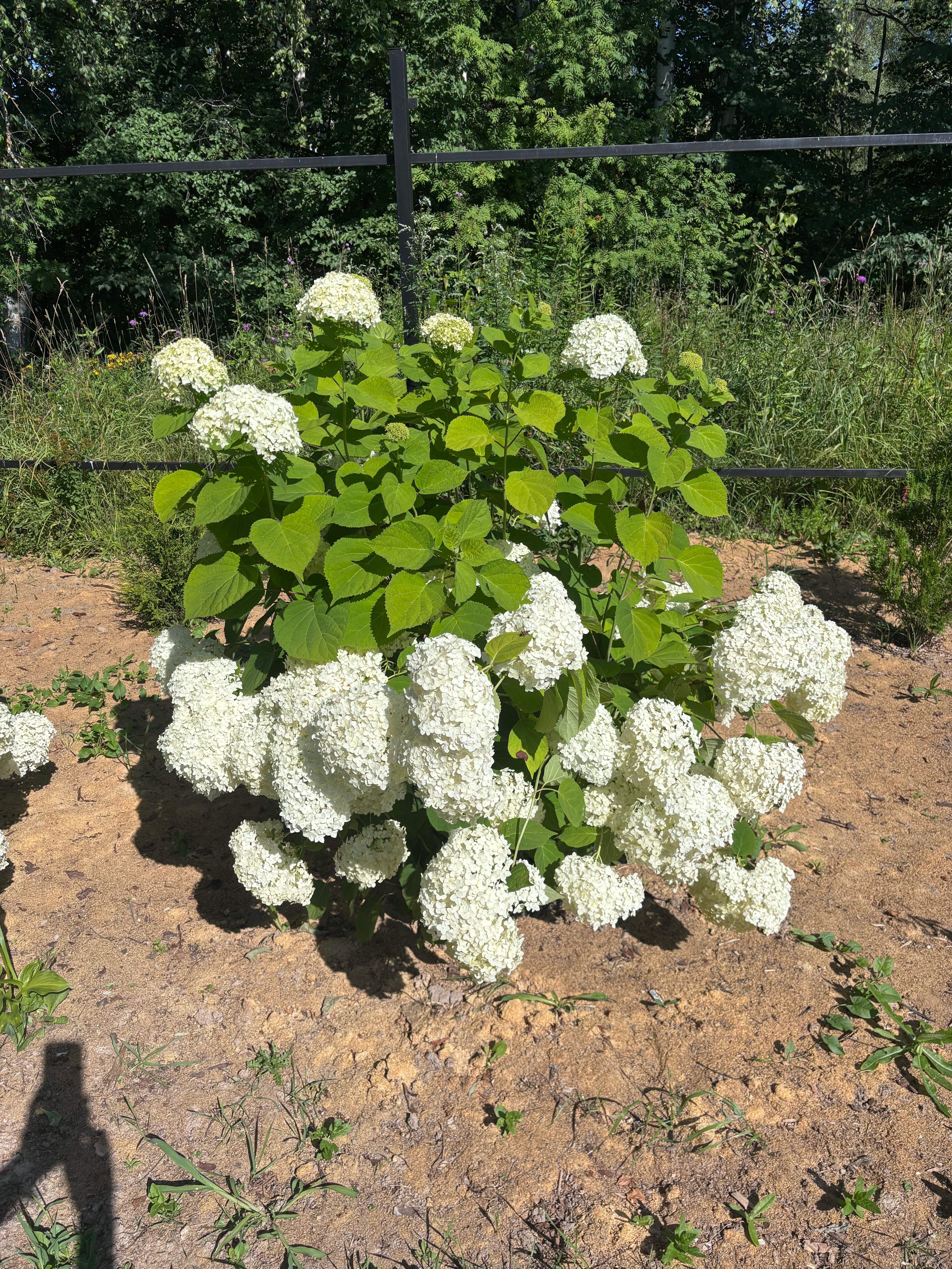 Фото На Светлояре