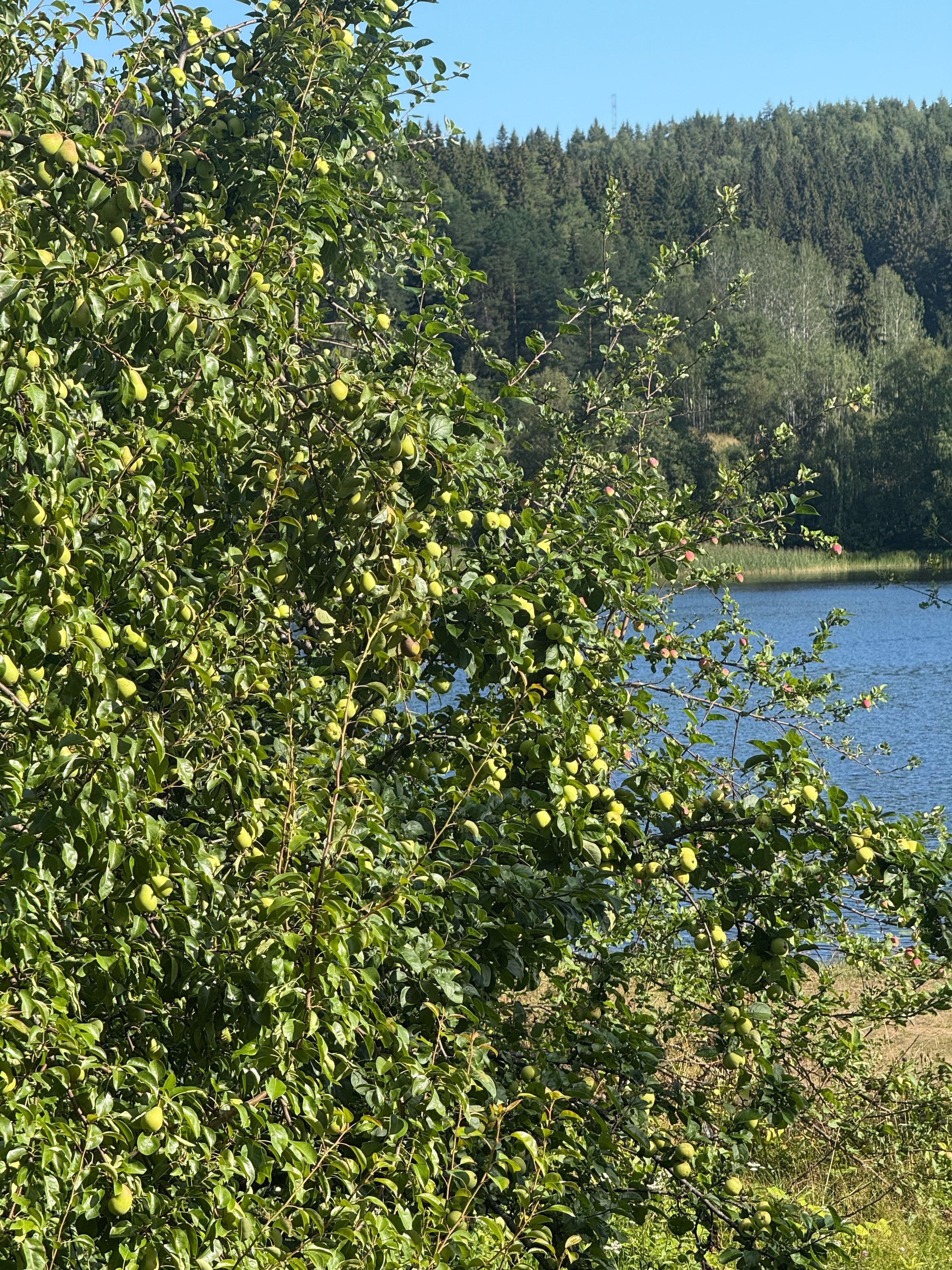 Фото Вилланорда