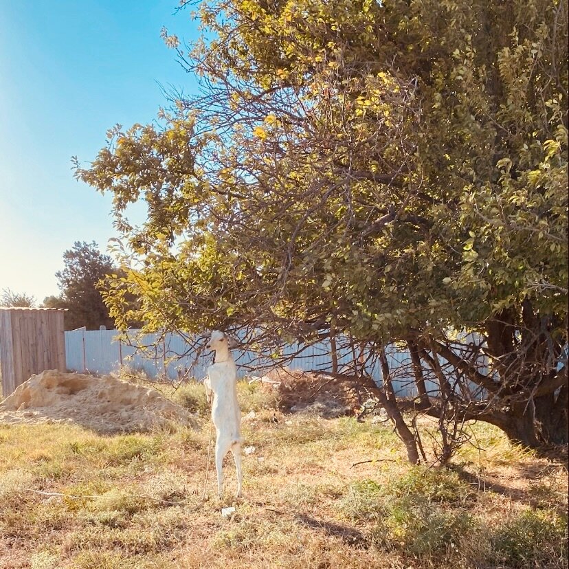 Фото Фанагориец