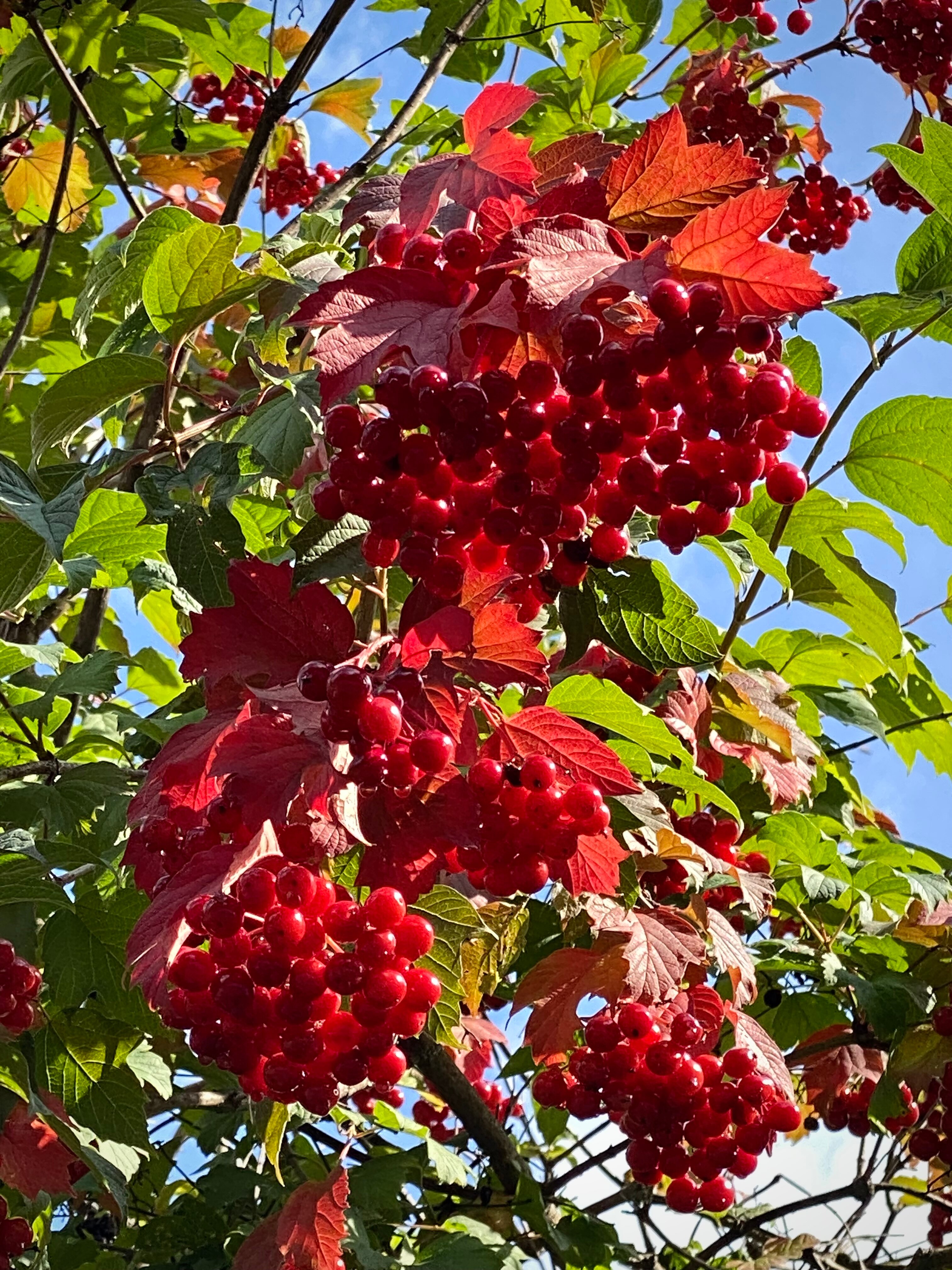 Фото Серебряный бор