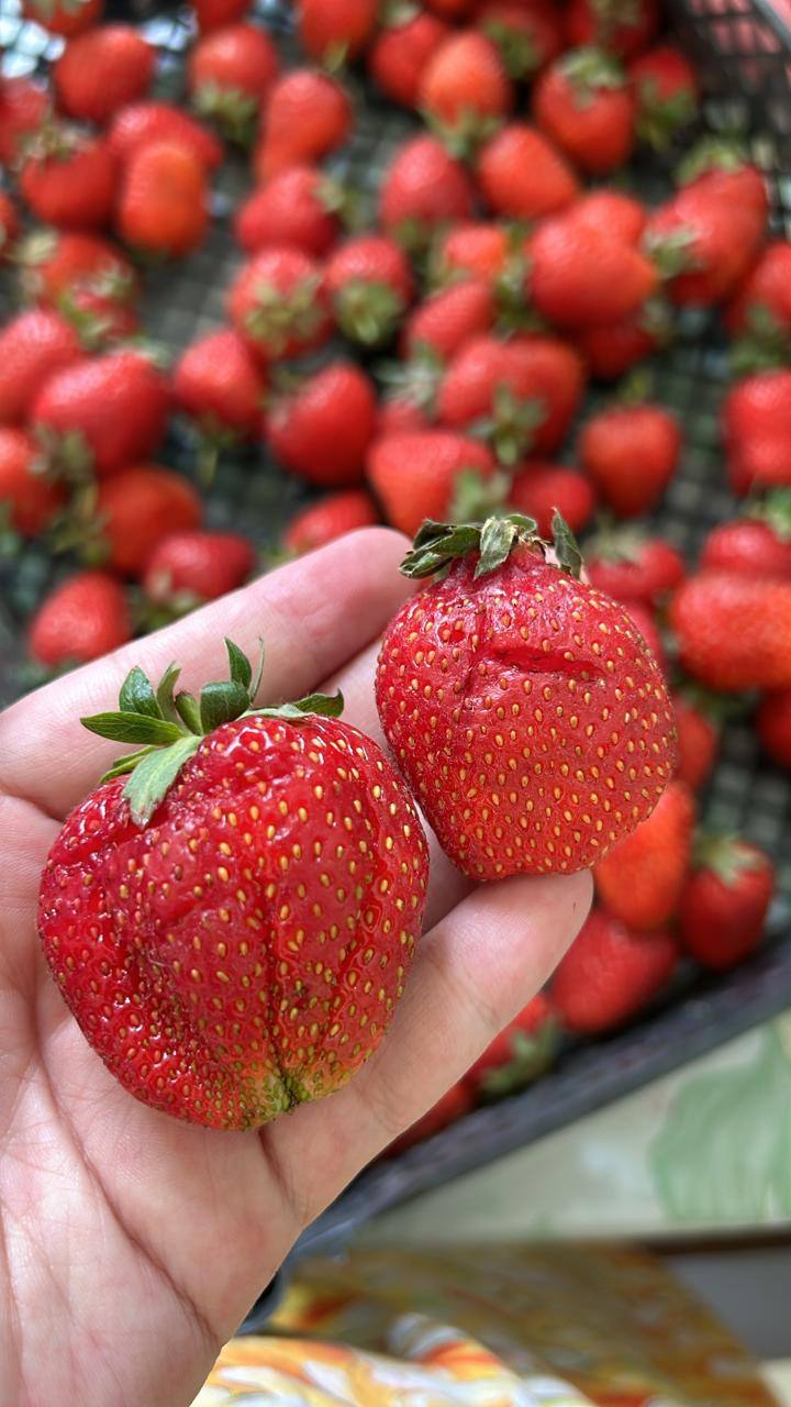 Фото Rixos Khadisha Shymkent