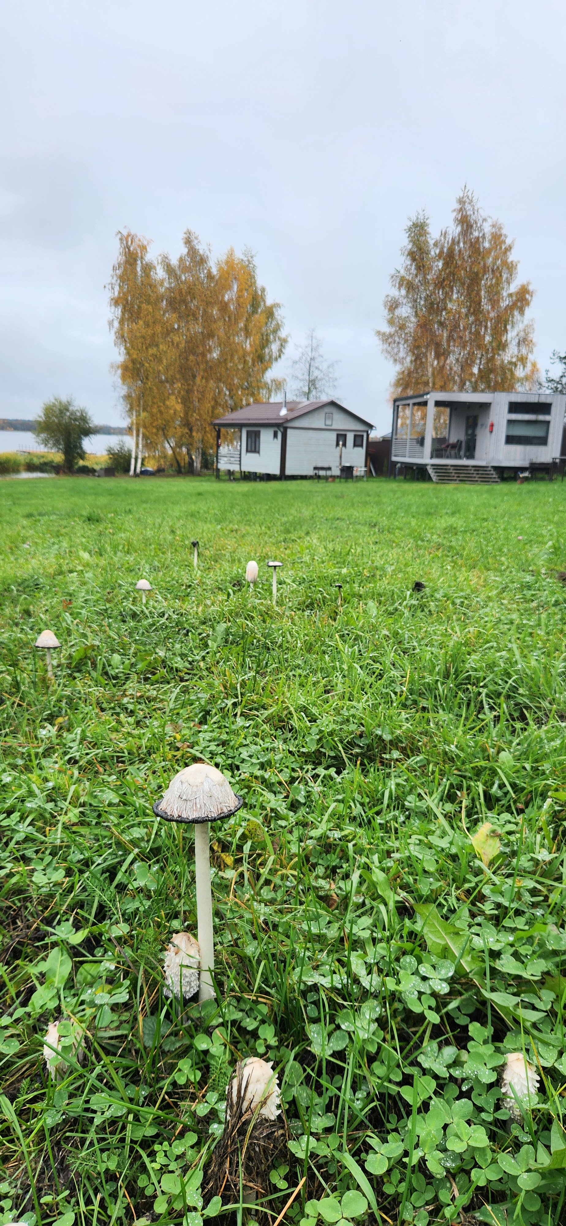 Фото Ёлки зелёные