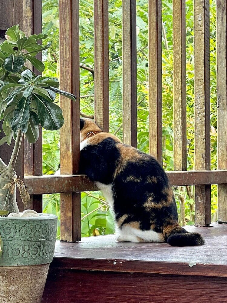 Фото Lantala Residence