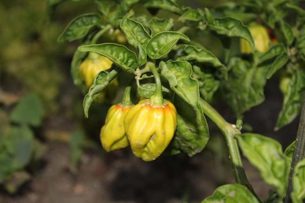 Фото La Filadelfia