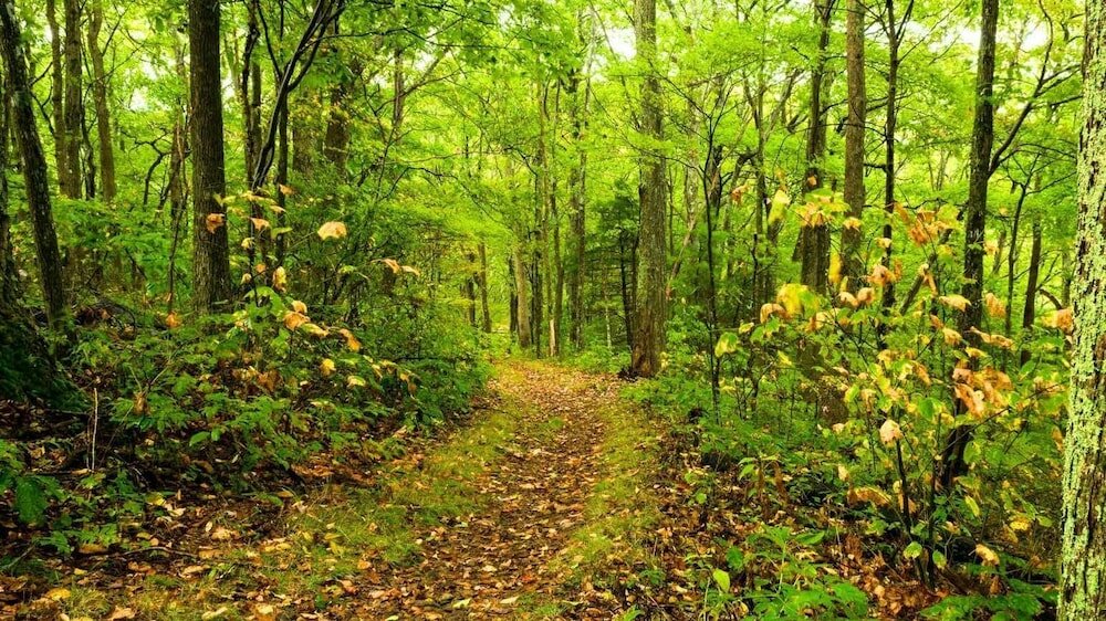 Фото Paradise Stream Resort