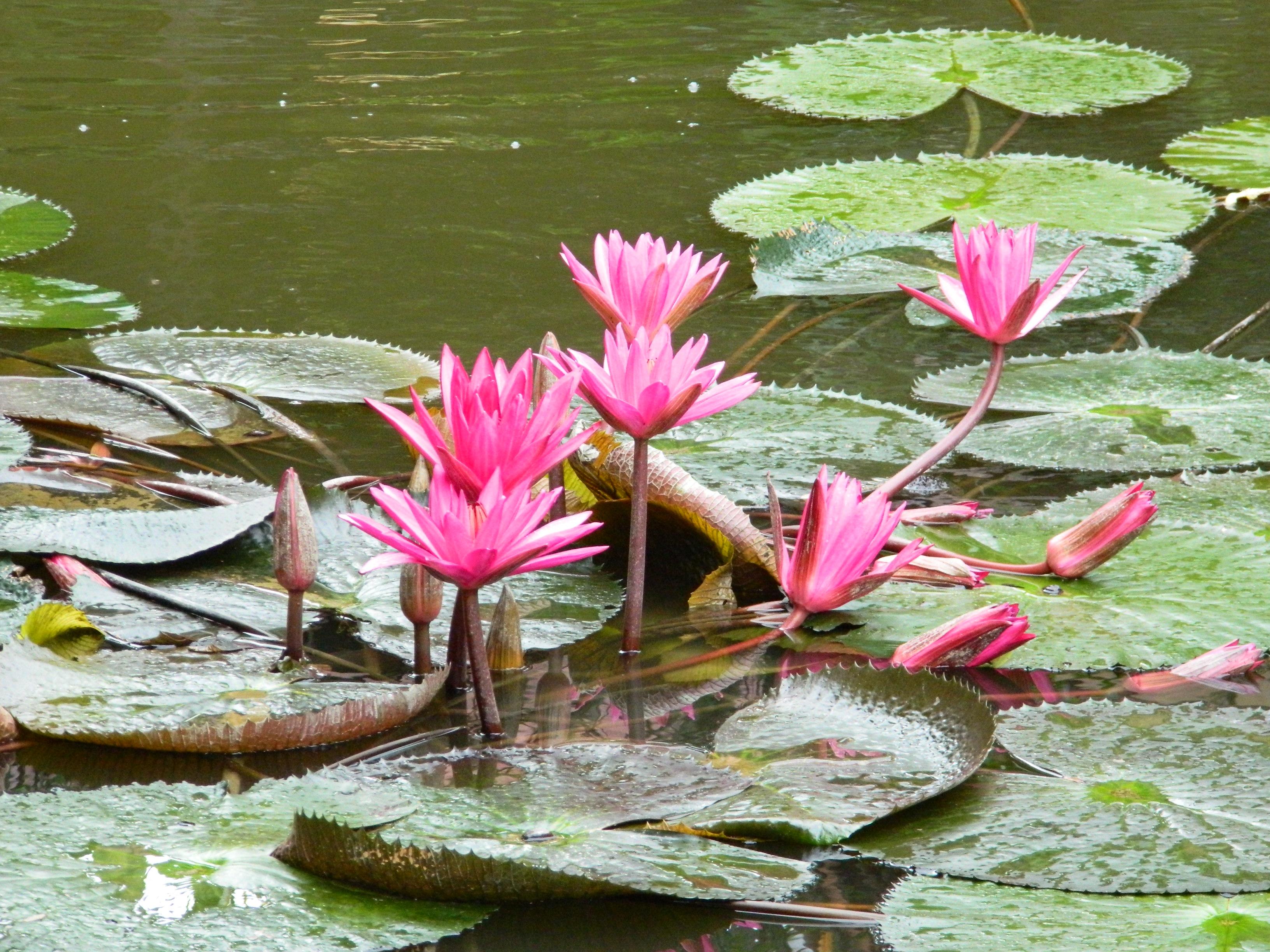 Фото Niranapa Boutique Resort