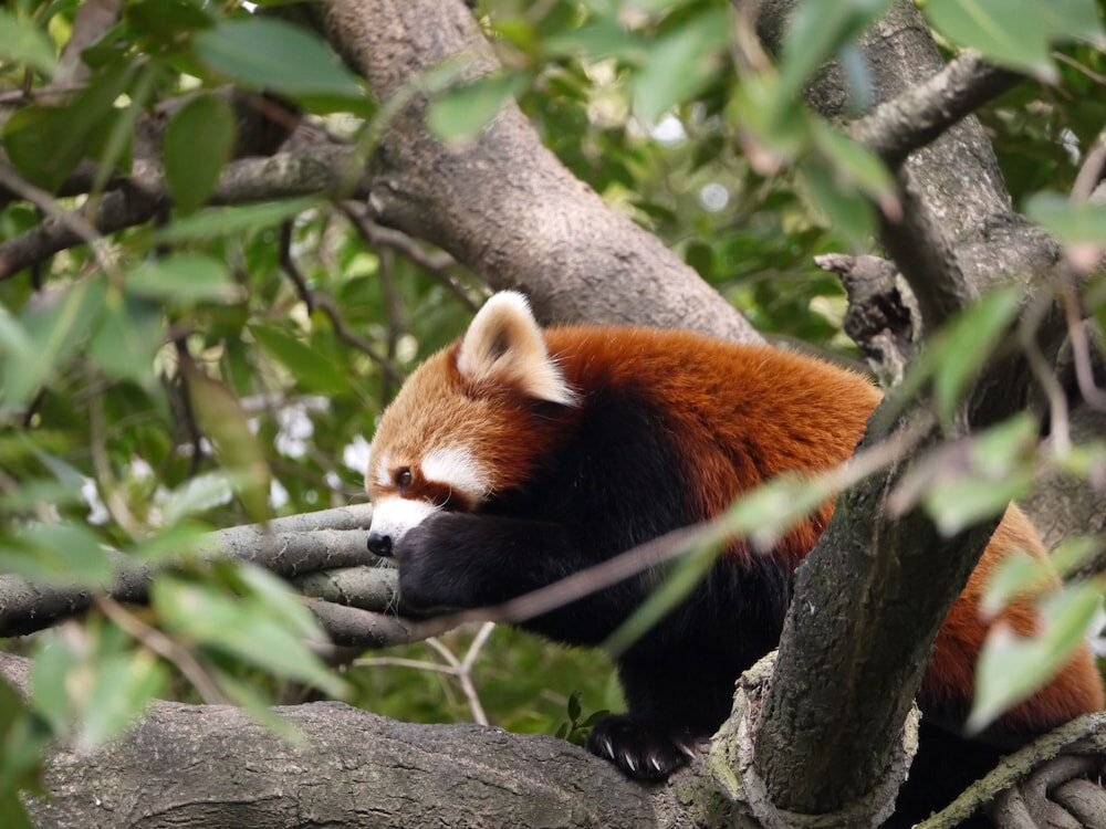 Фото Cordis Shanghai Hongqiao