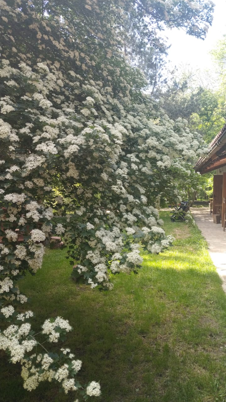 Фото Поляна Убинская