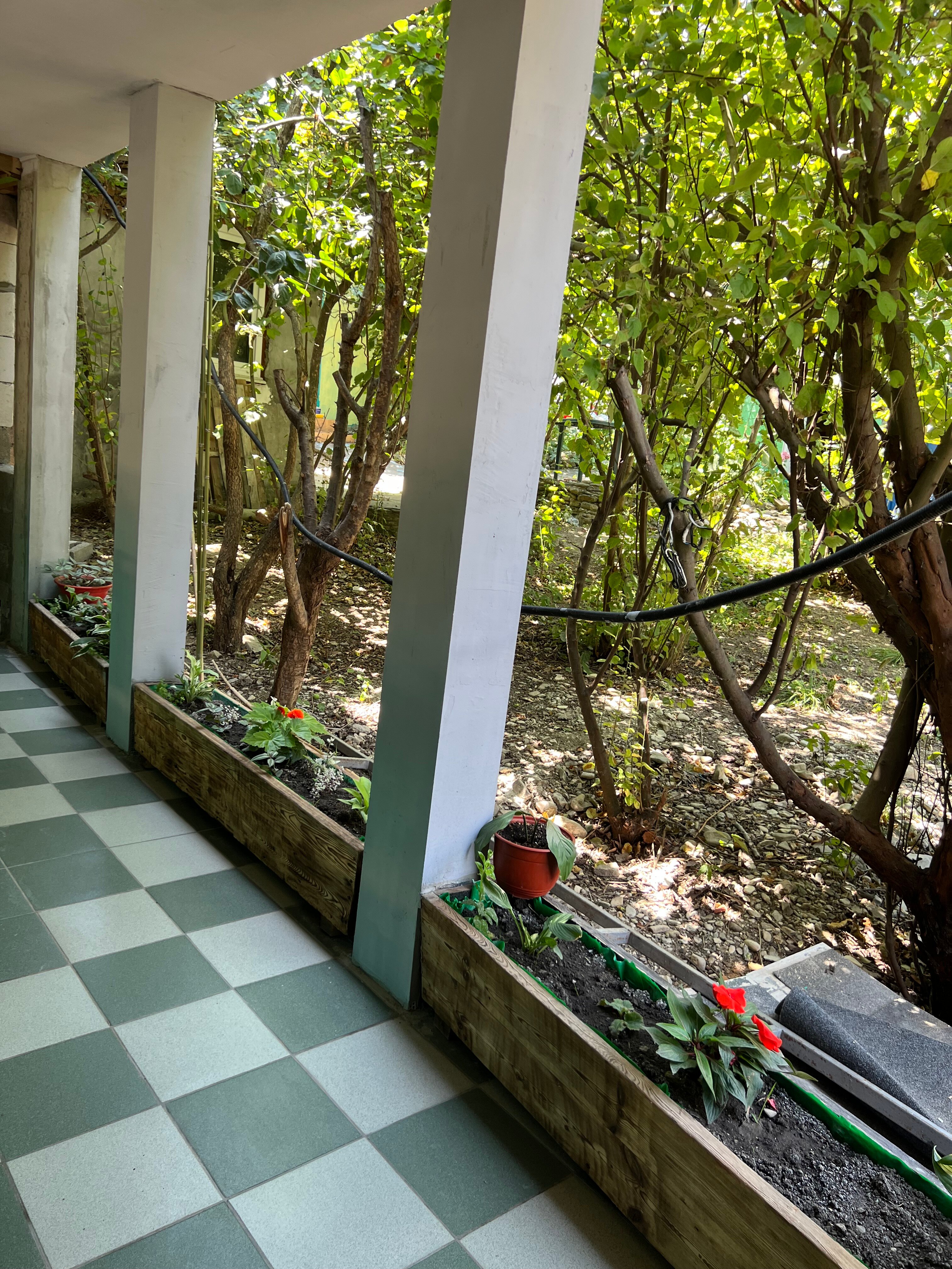 Фото Фламинго