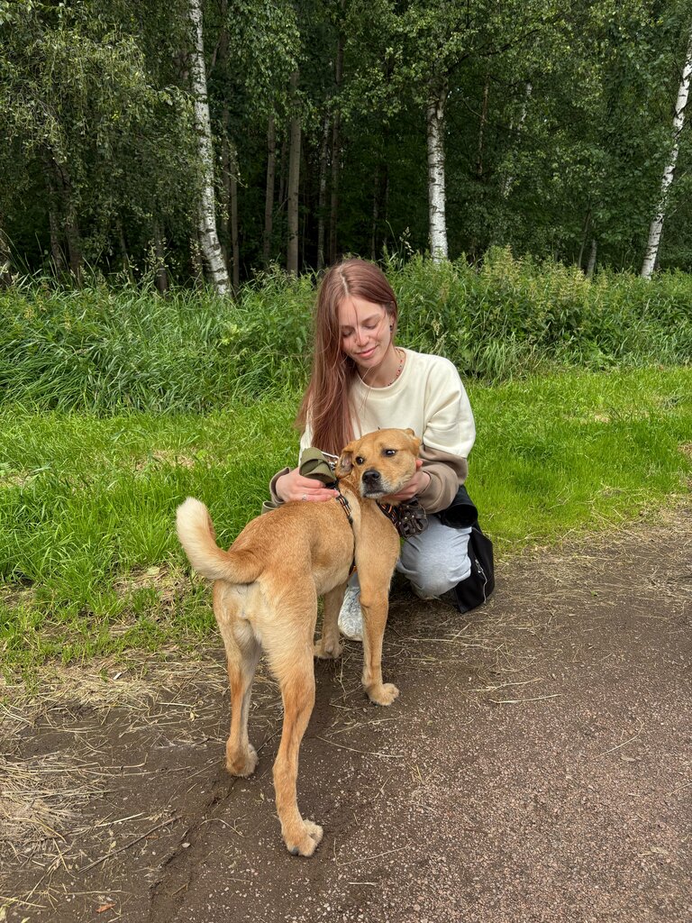 Animal shelter Полянка, Saint Petersburg, photo
