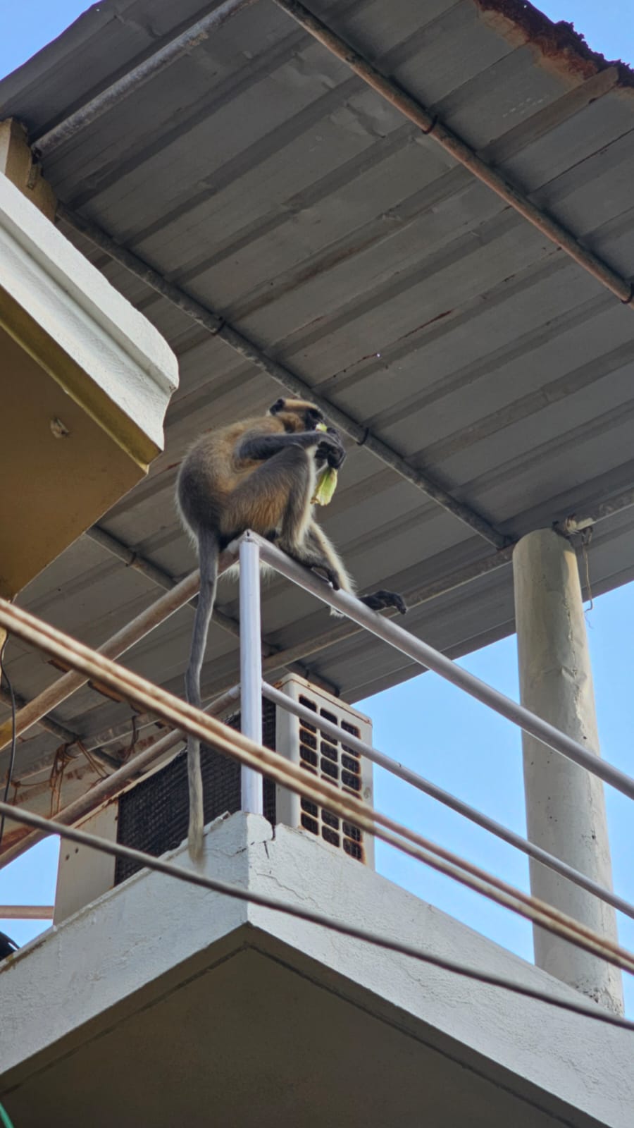 Фото Morjim Hermitage