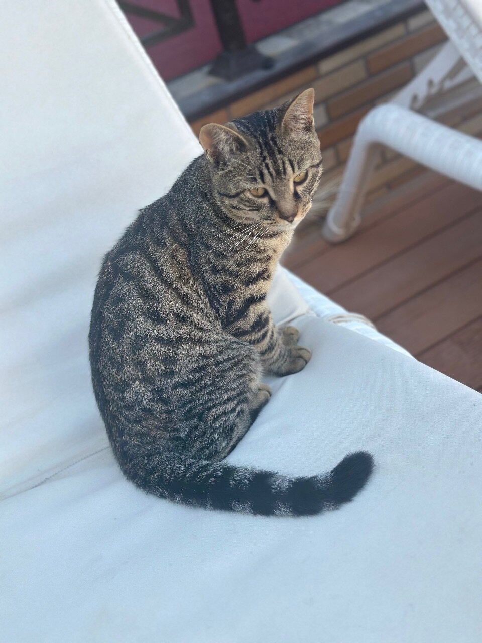 Фото Shosh Garden Family Resort