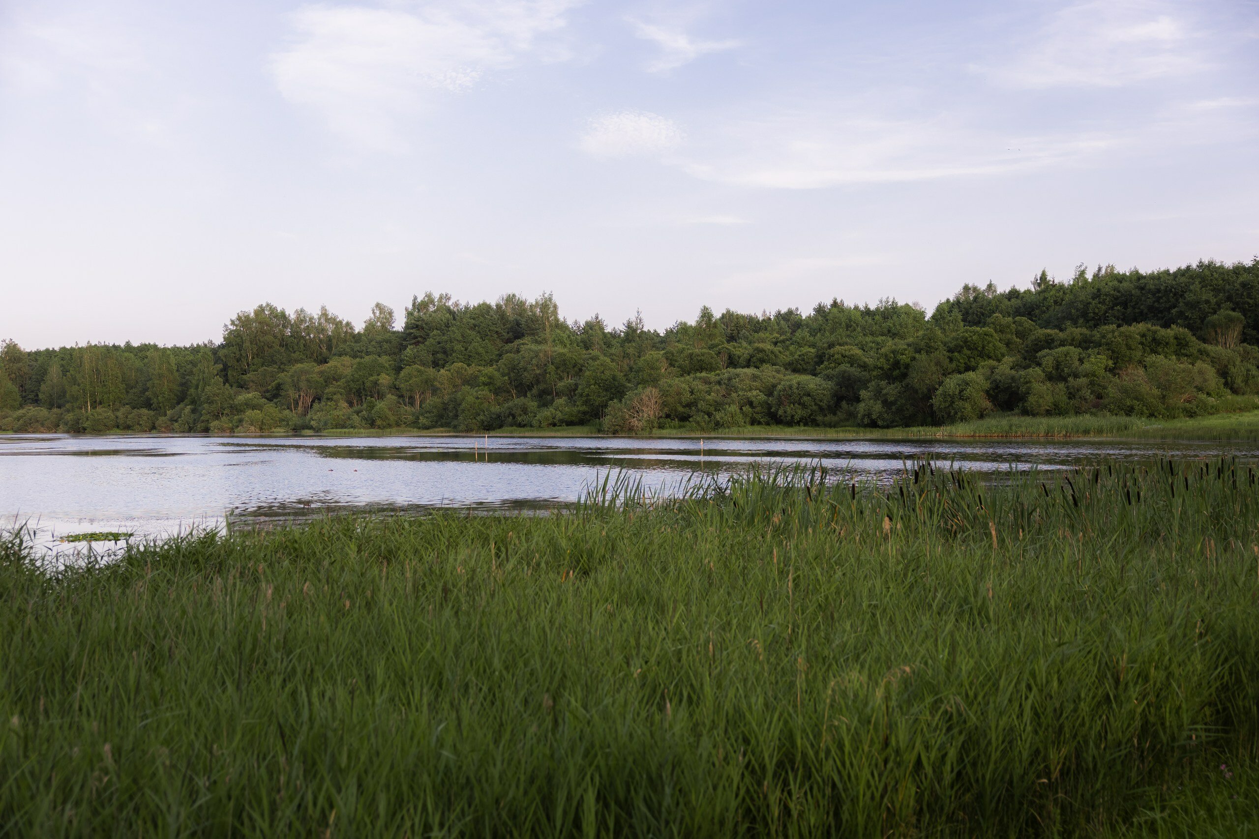 Фото Мятный сад