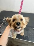 Diamond pet groom (Leskova Street, 22), pet salon