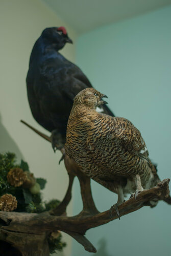 Гостиница Золотой ручей в Суздале