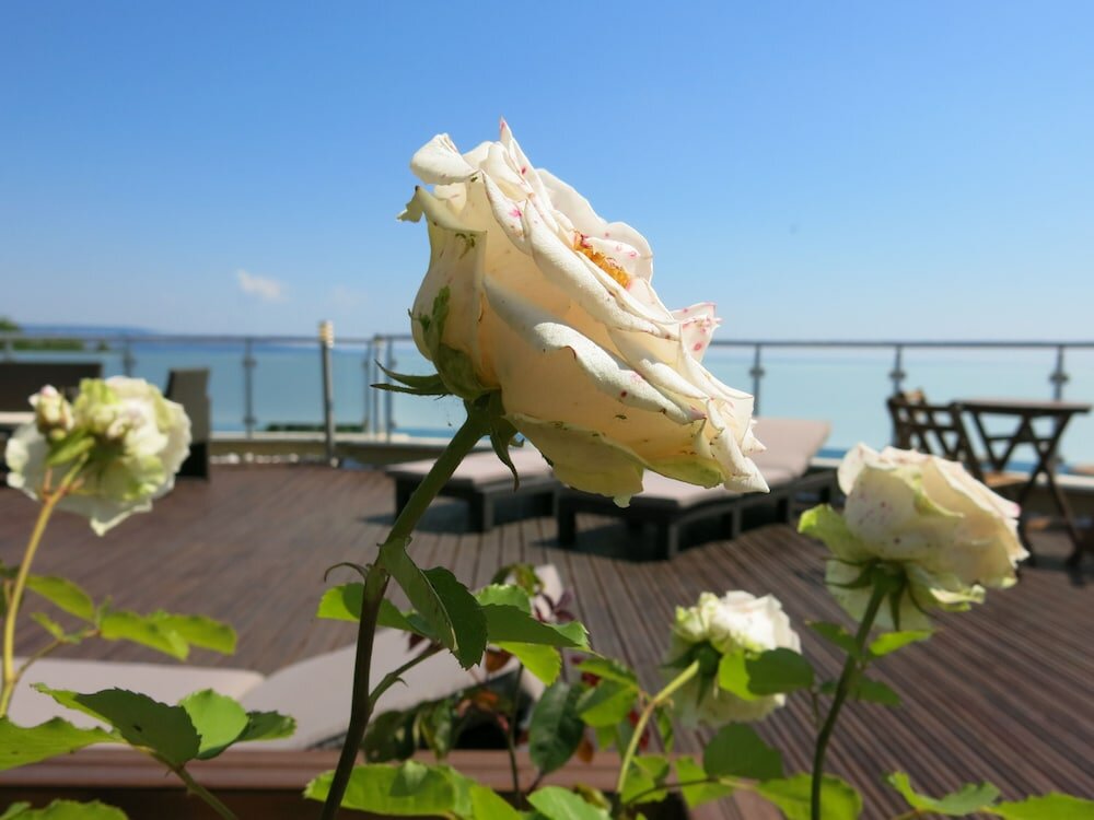 Фото Family Hotel Albizia