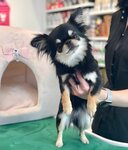 Avenue (Presnenskaya Embankment, 12), pet salon