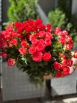 Азбука цветов (ulitsa Marchenko, 2), floristeria