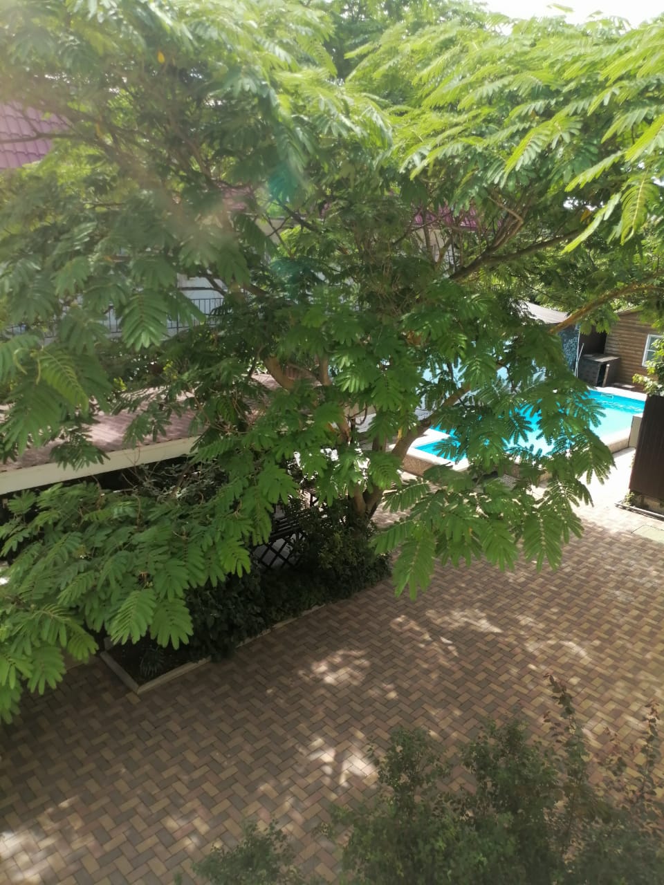 Фото Дельфин