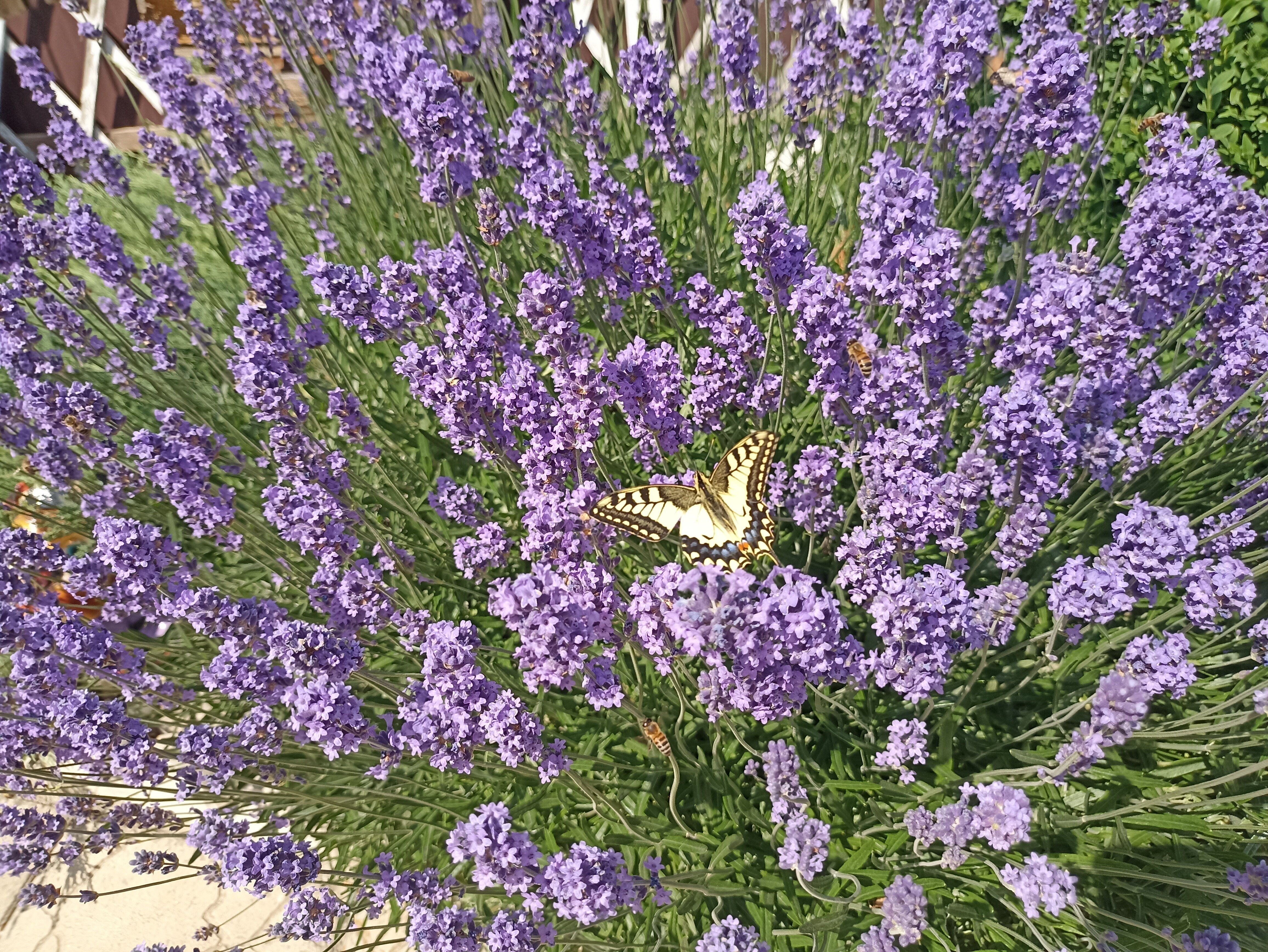 Фото Ясенская коса