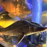 Fish And Seafood (PK ST Metallurg-2, 54), fish and seafood