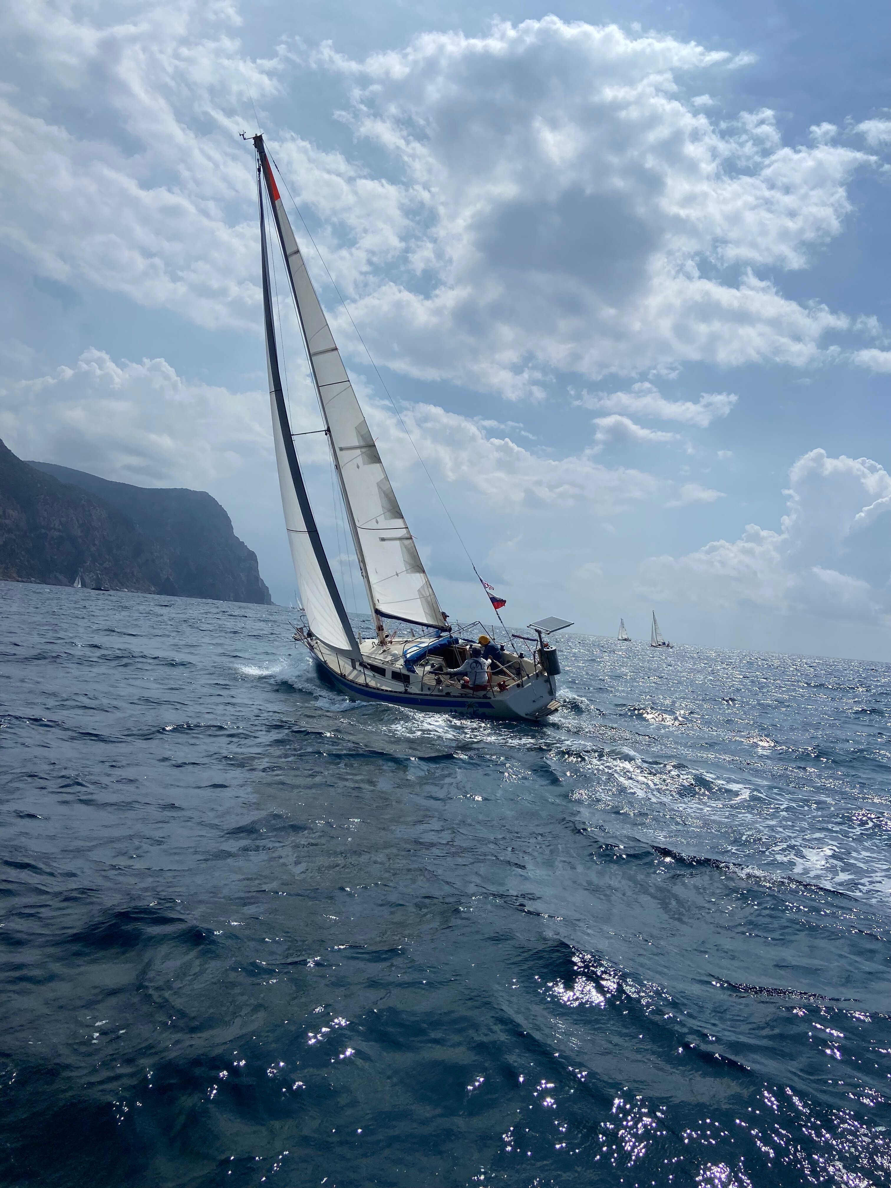 Фото Шафран