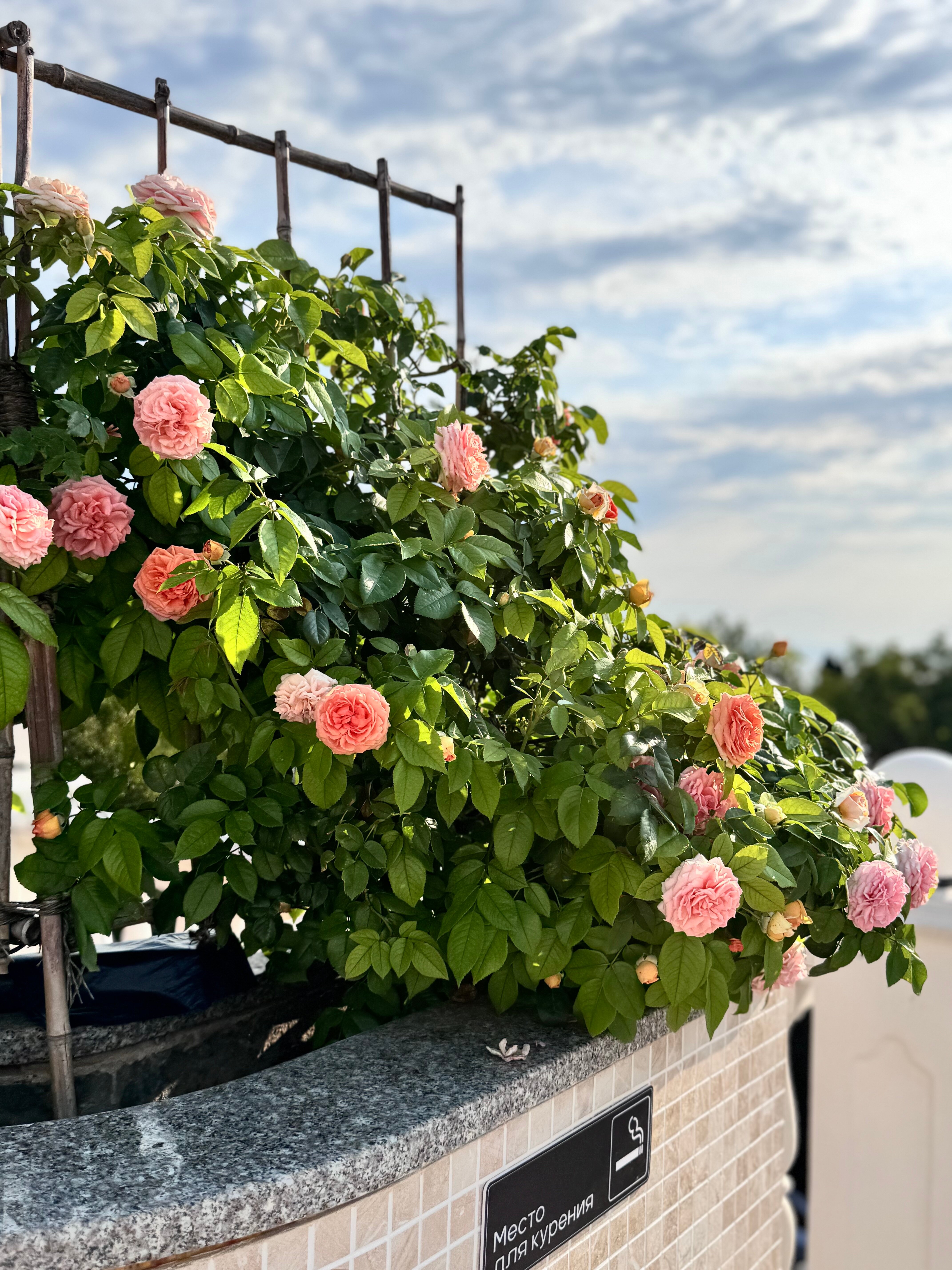 Фото Marina парк-отель