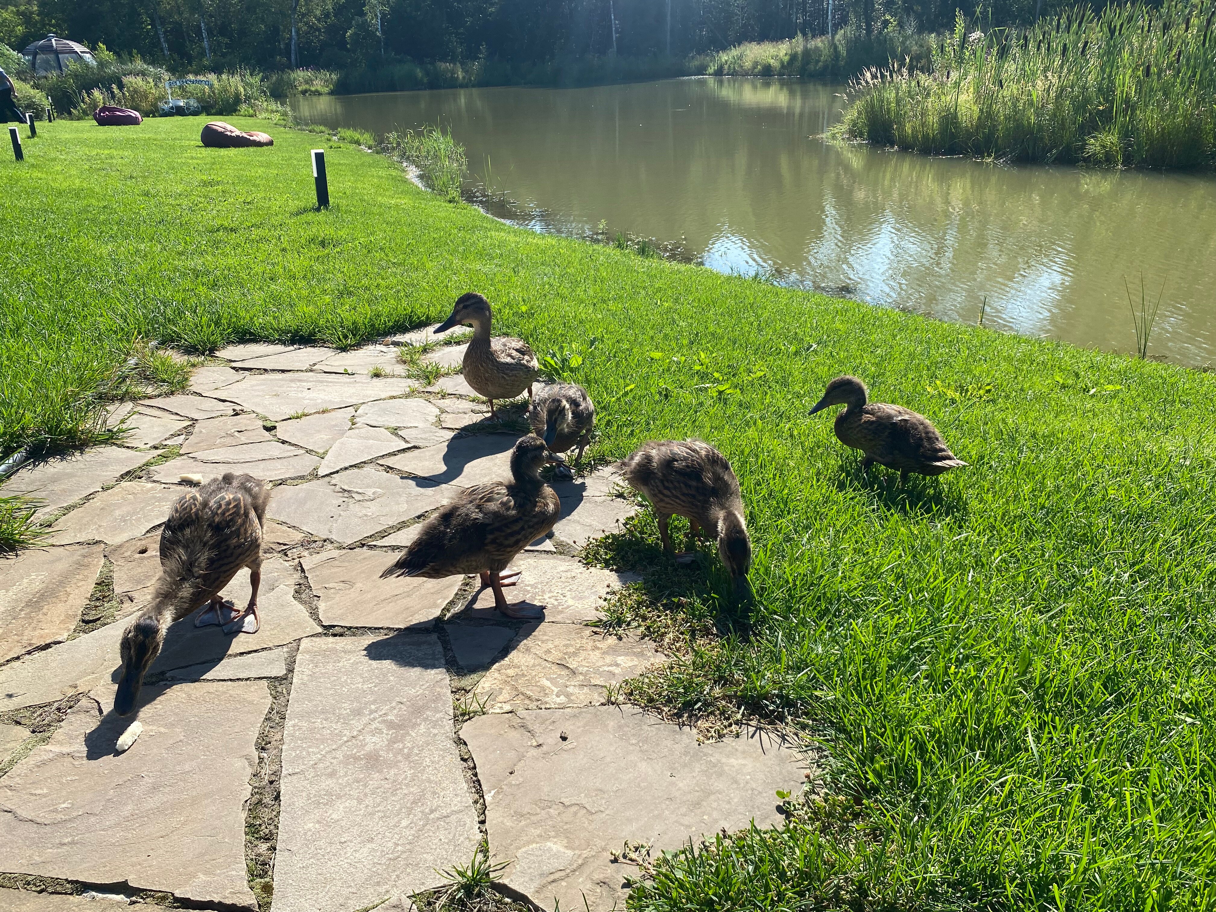 Фото Легенды леса