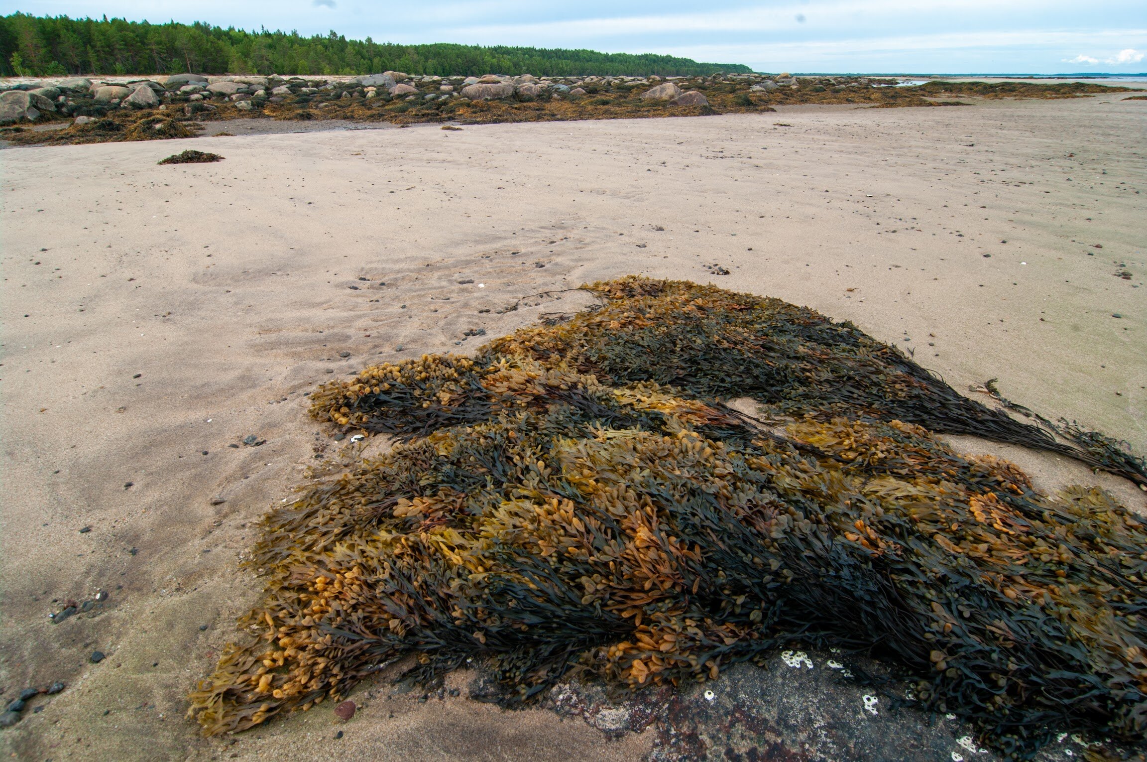 Фото Белый кит