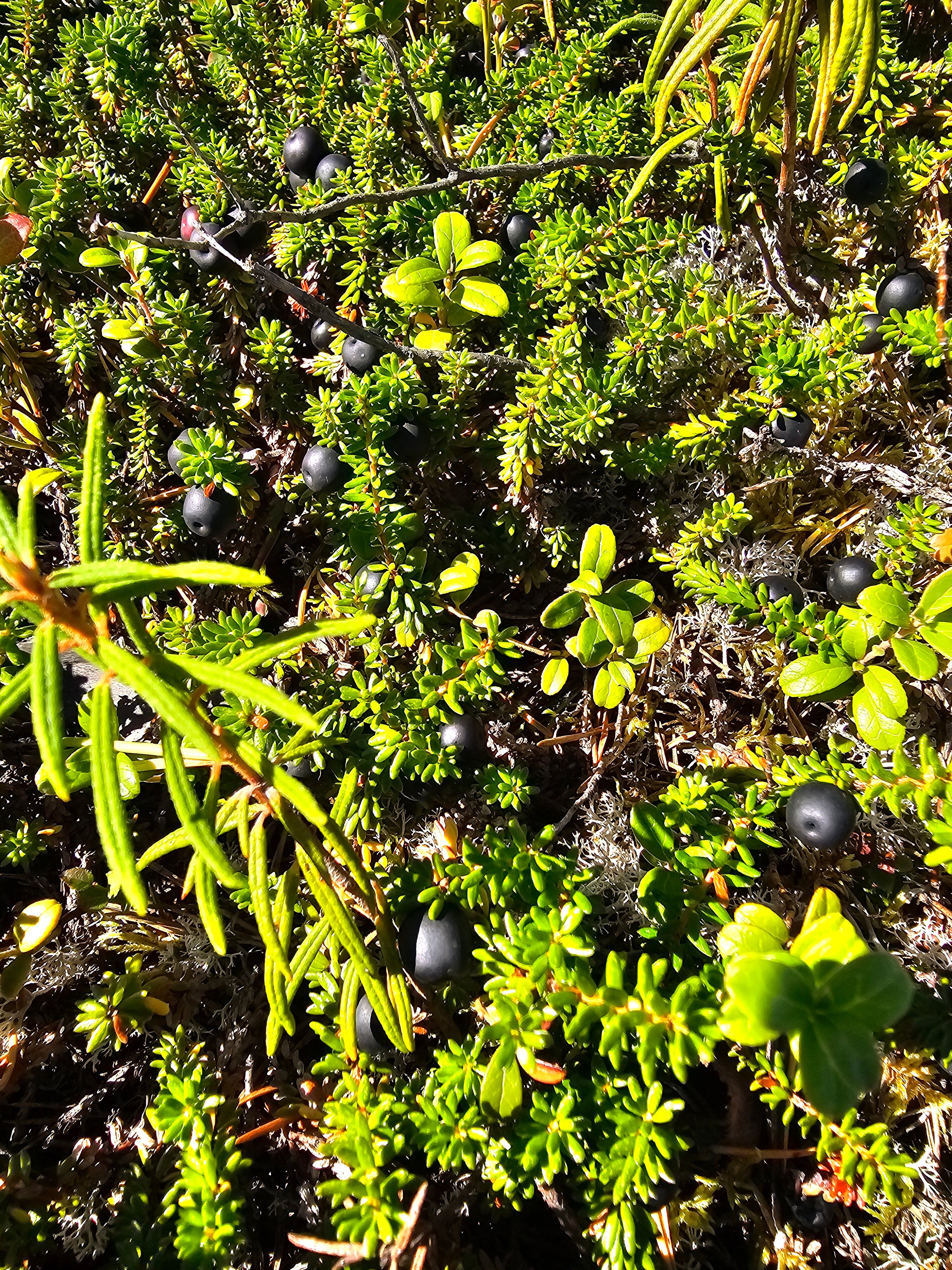 Фото Лось&Мох